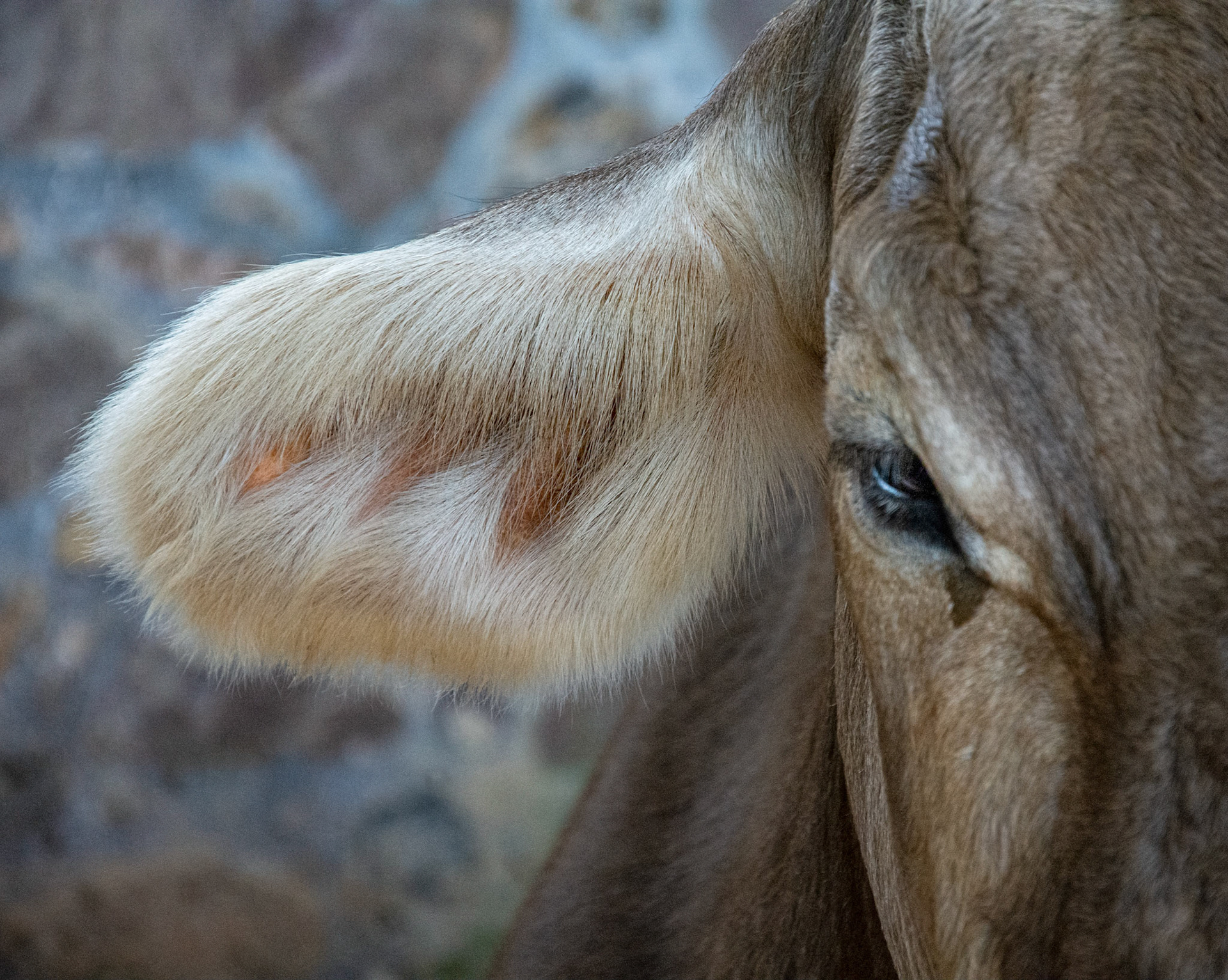 Cow Ear