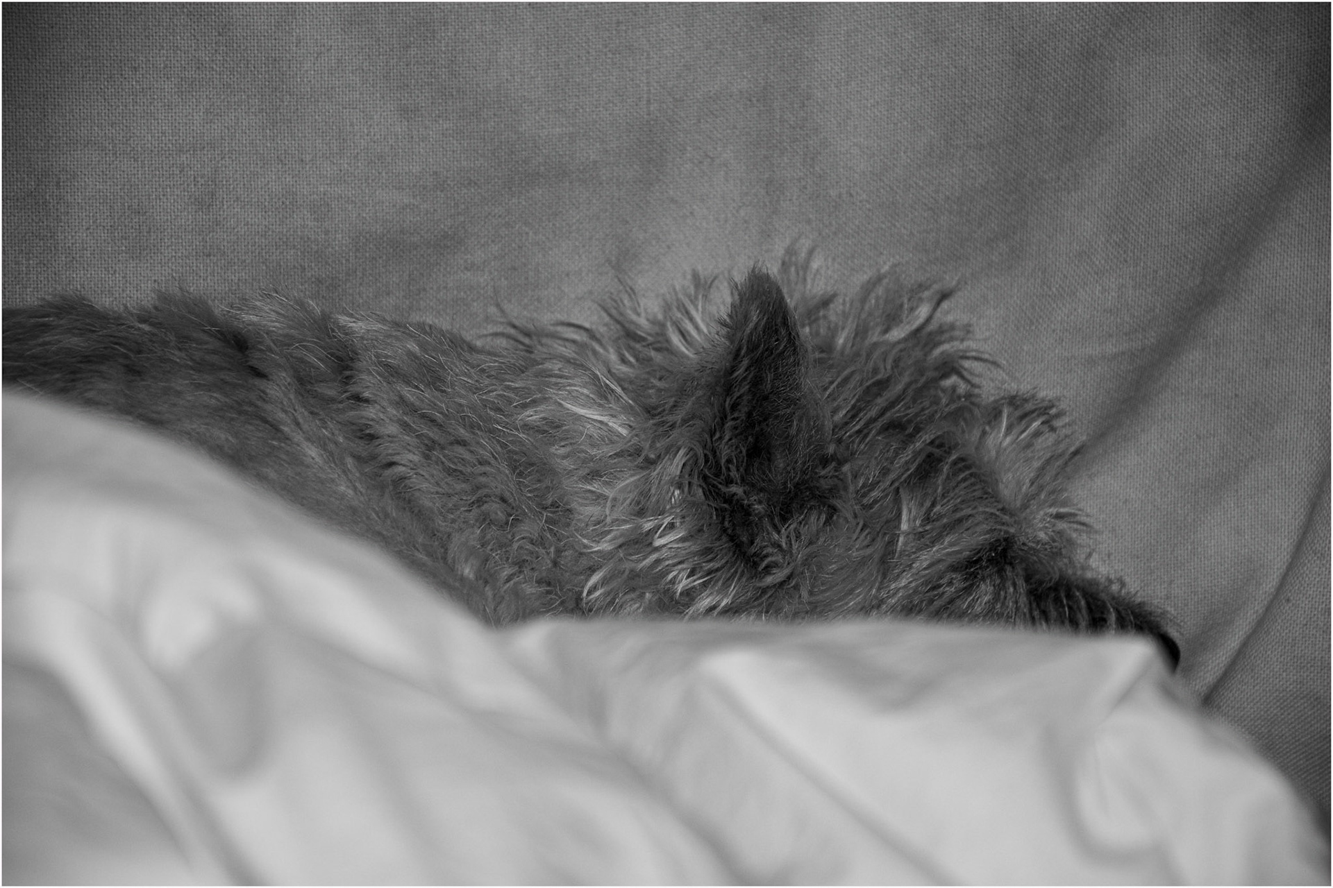Bear on Bed