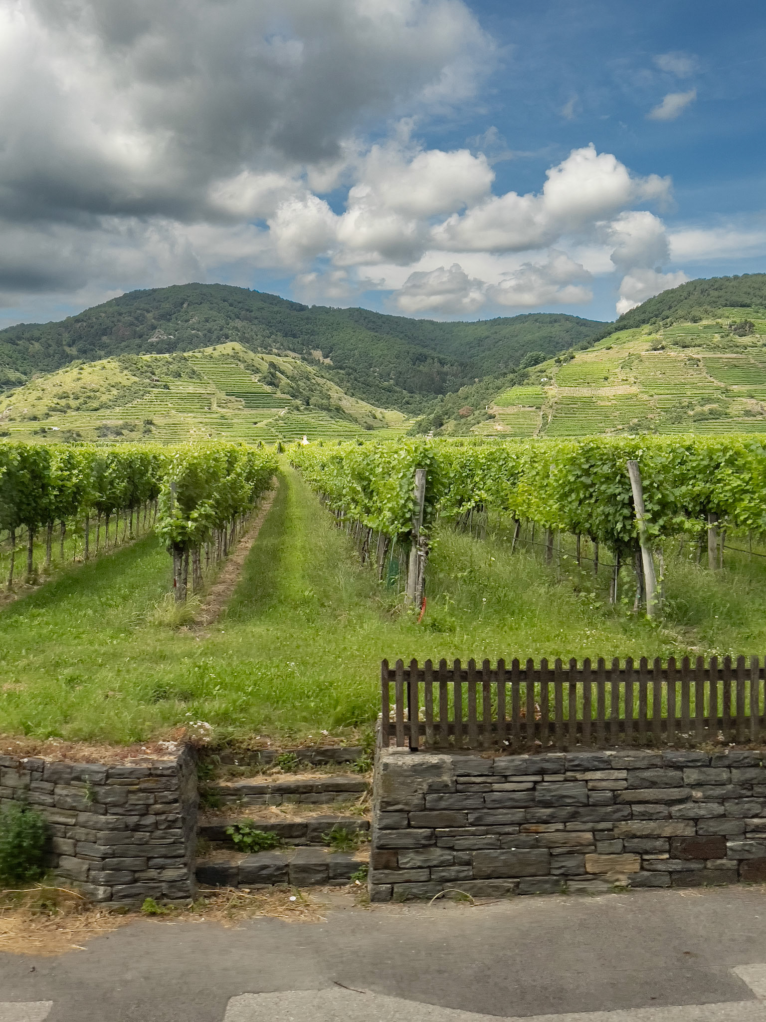 Gruner Vines