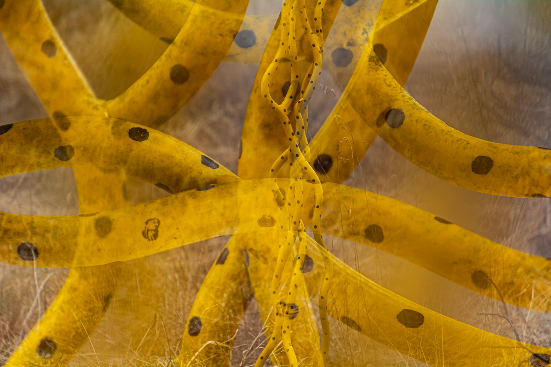 Yellow Dots on trees