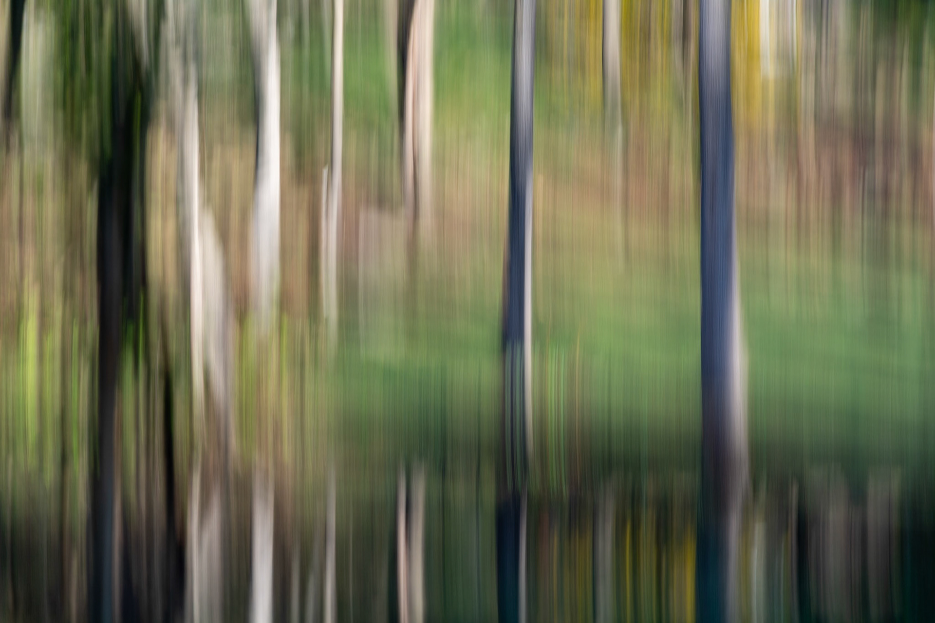 Creek trees