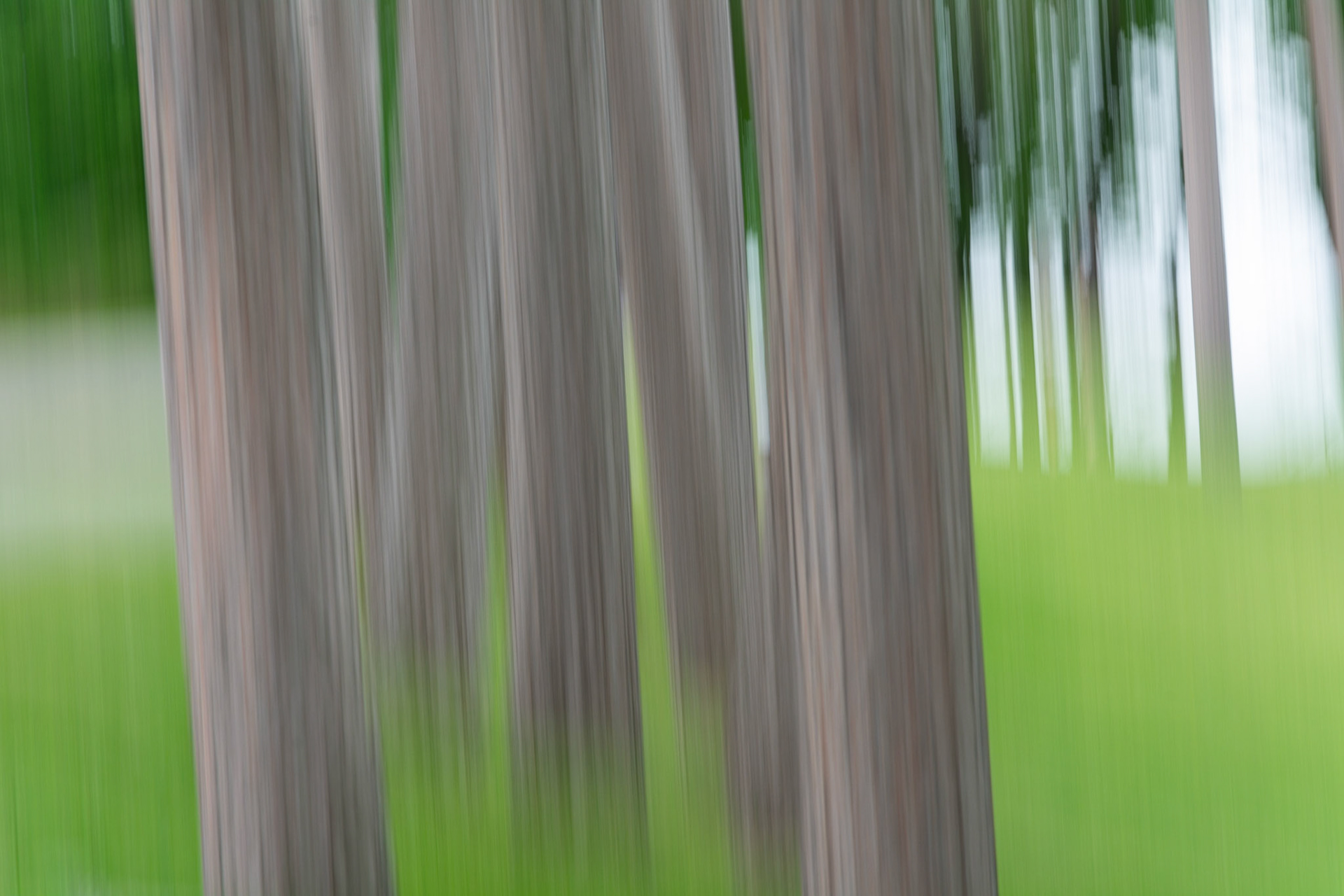 Trees 1