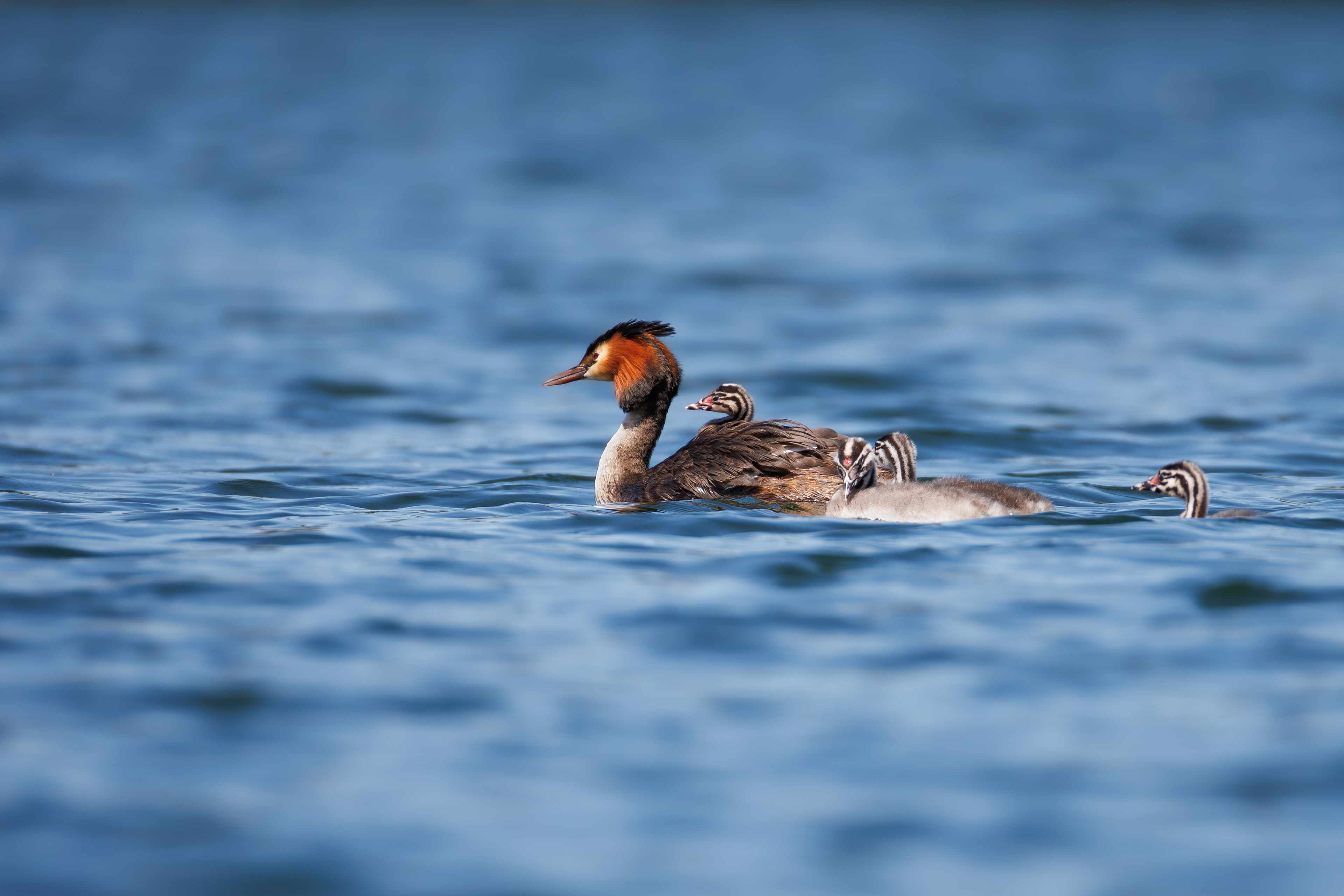 perkoz dwuczuby z małymi