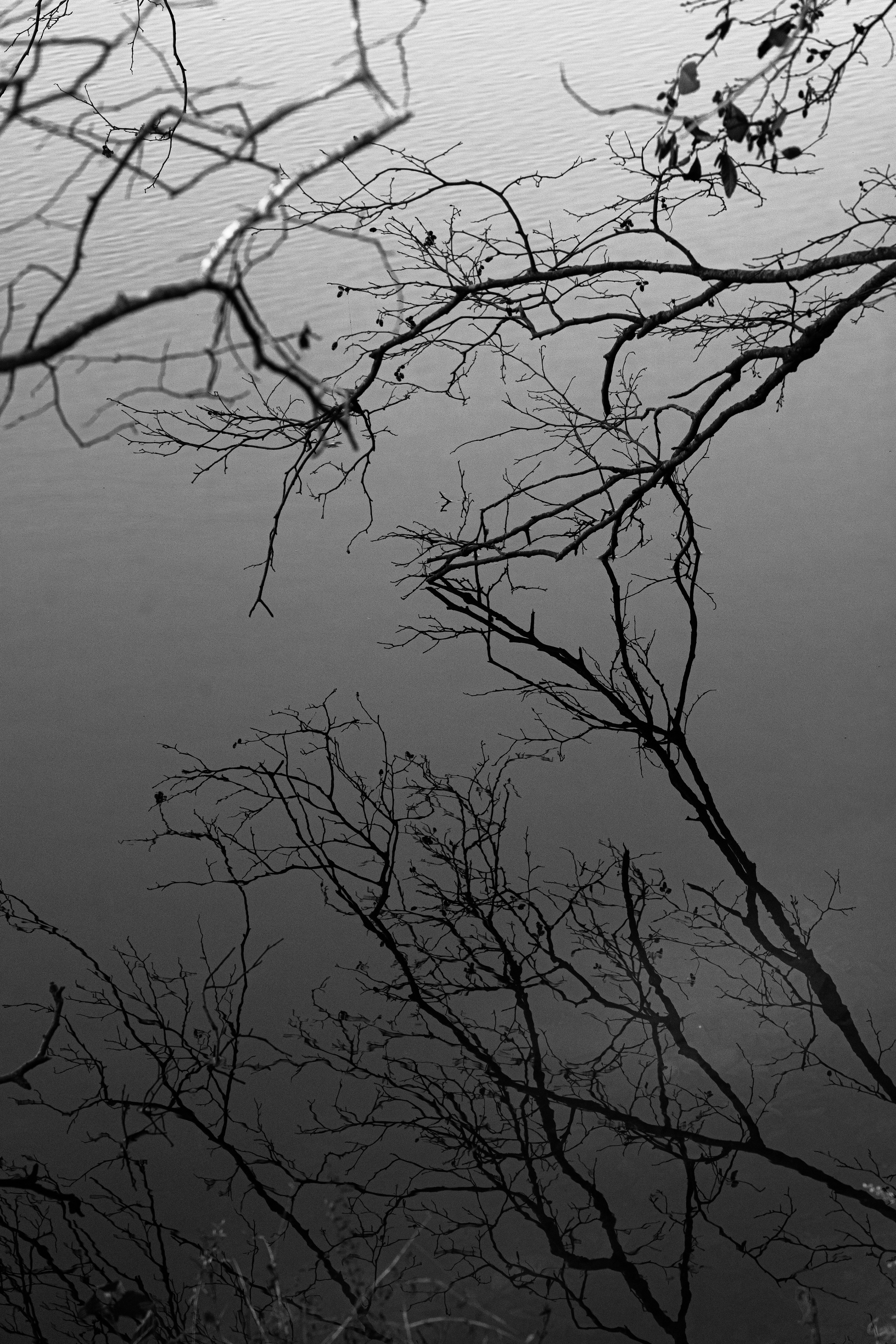 "Nervous Connections"