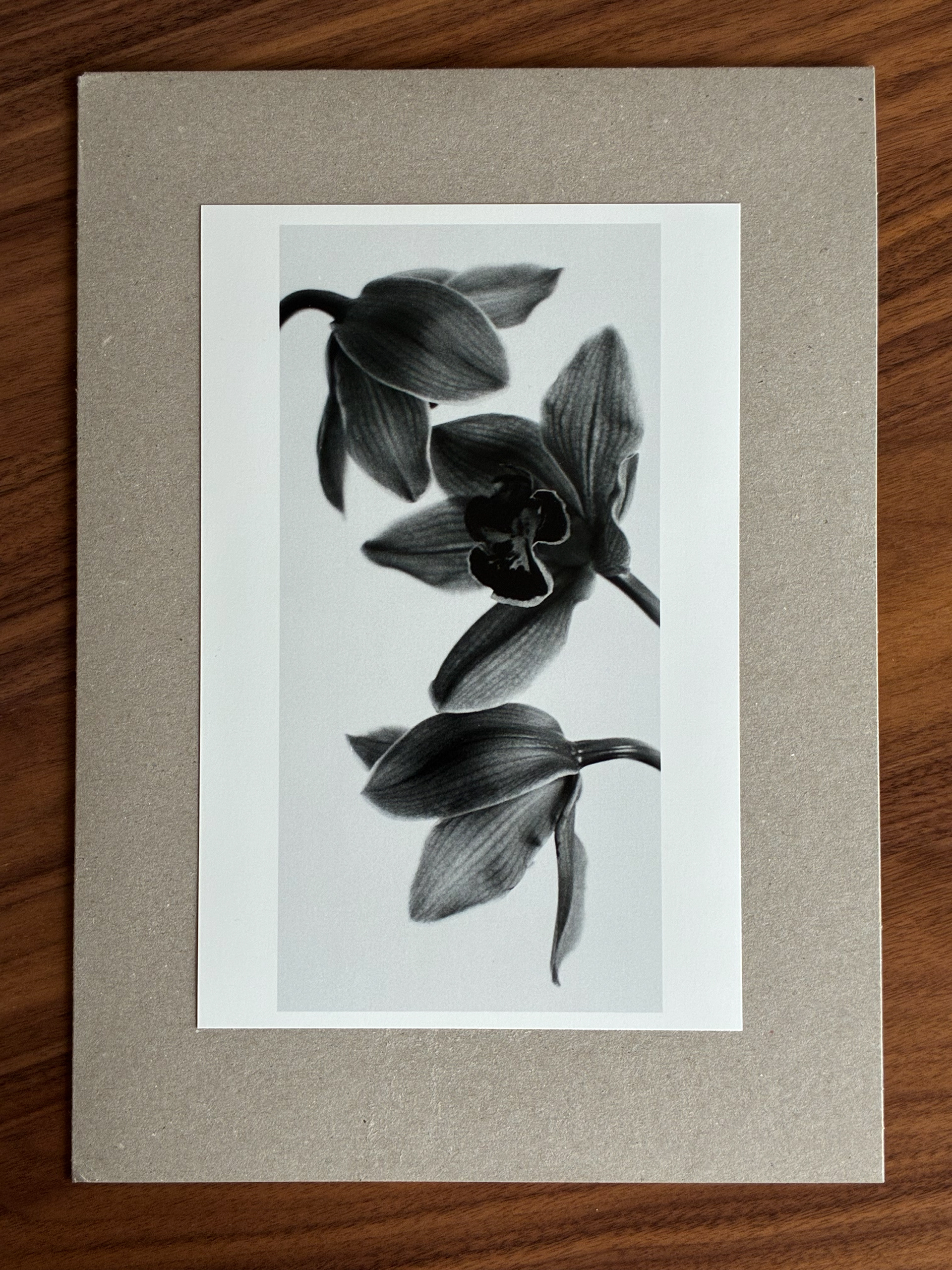 Floare Orhidee, fotografie pe film realizata de Tiberiu Raducu, 