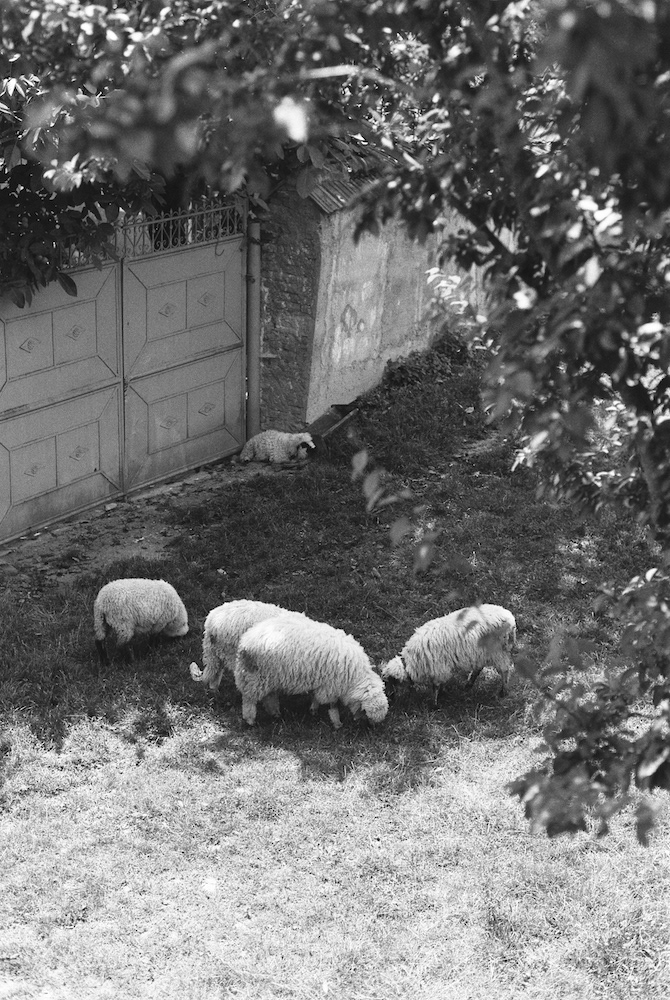 oi care pasc in satul sona din brasov, tiberiu raducu fotograf