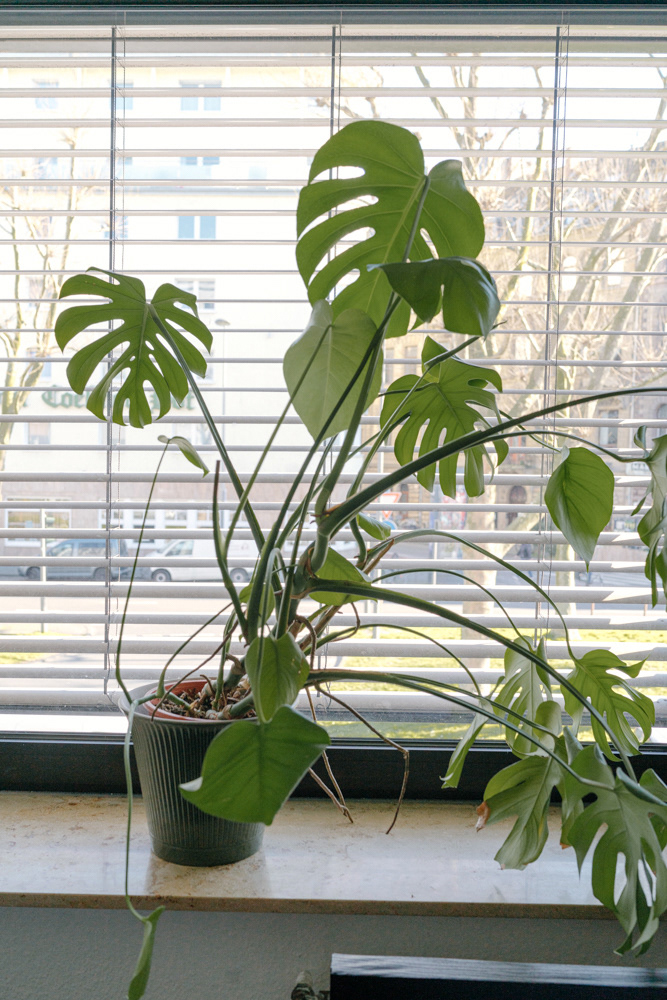 Monstera-Pflanze am Fenster mit Jalousien, Alltagsszene von Oxana Guryanova., köln