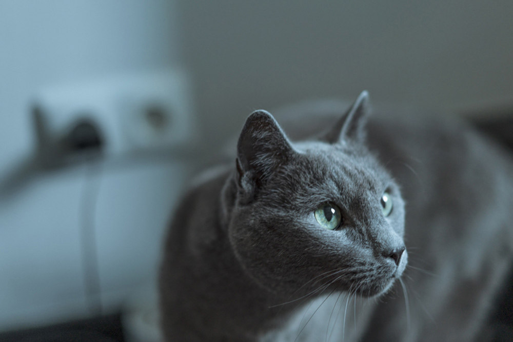 Graue Katze mit grünen Augen im Displaced-Projekt von Dokumentarfotografin Oxana Guryanova