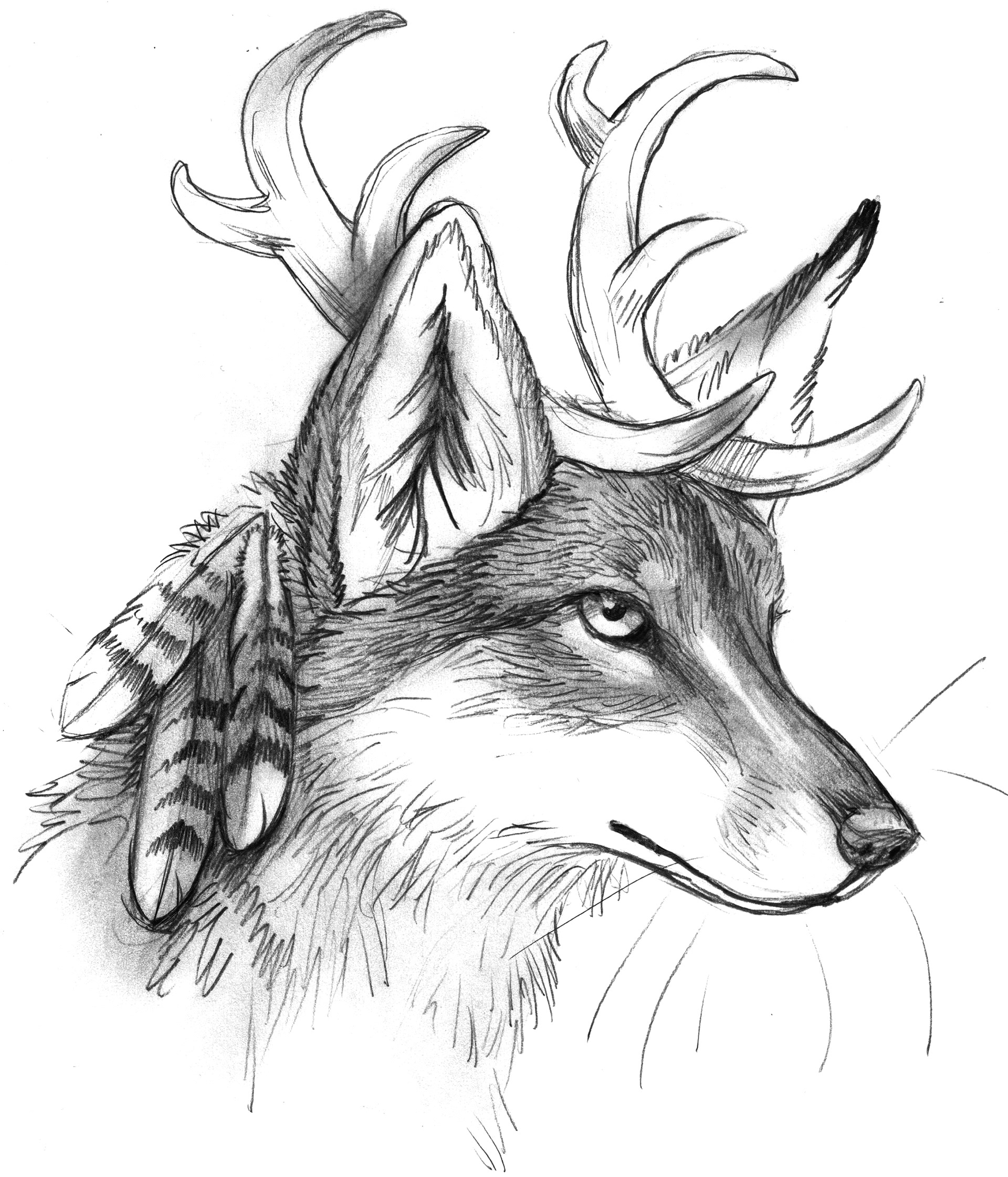 Oaksketches