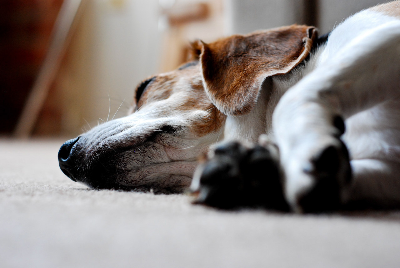 Rebecca the Beagle