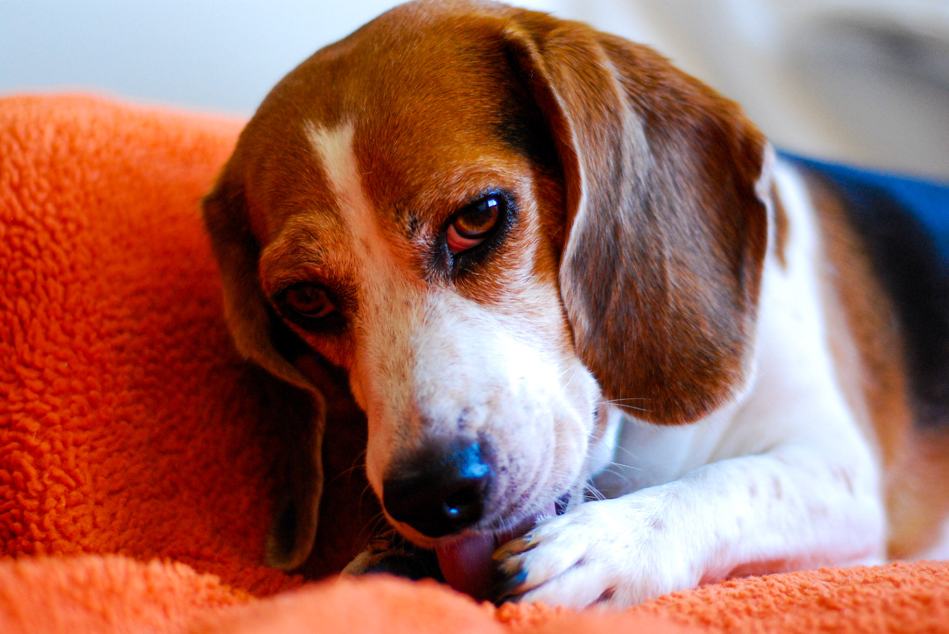 Rebecca the Beagle