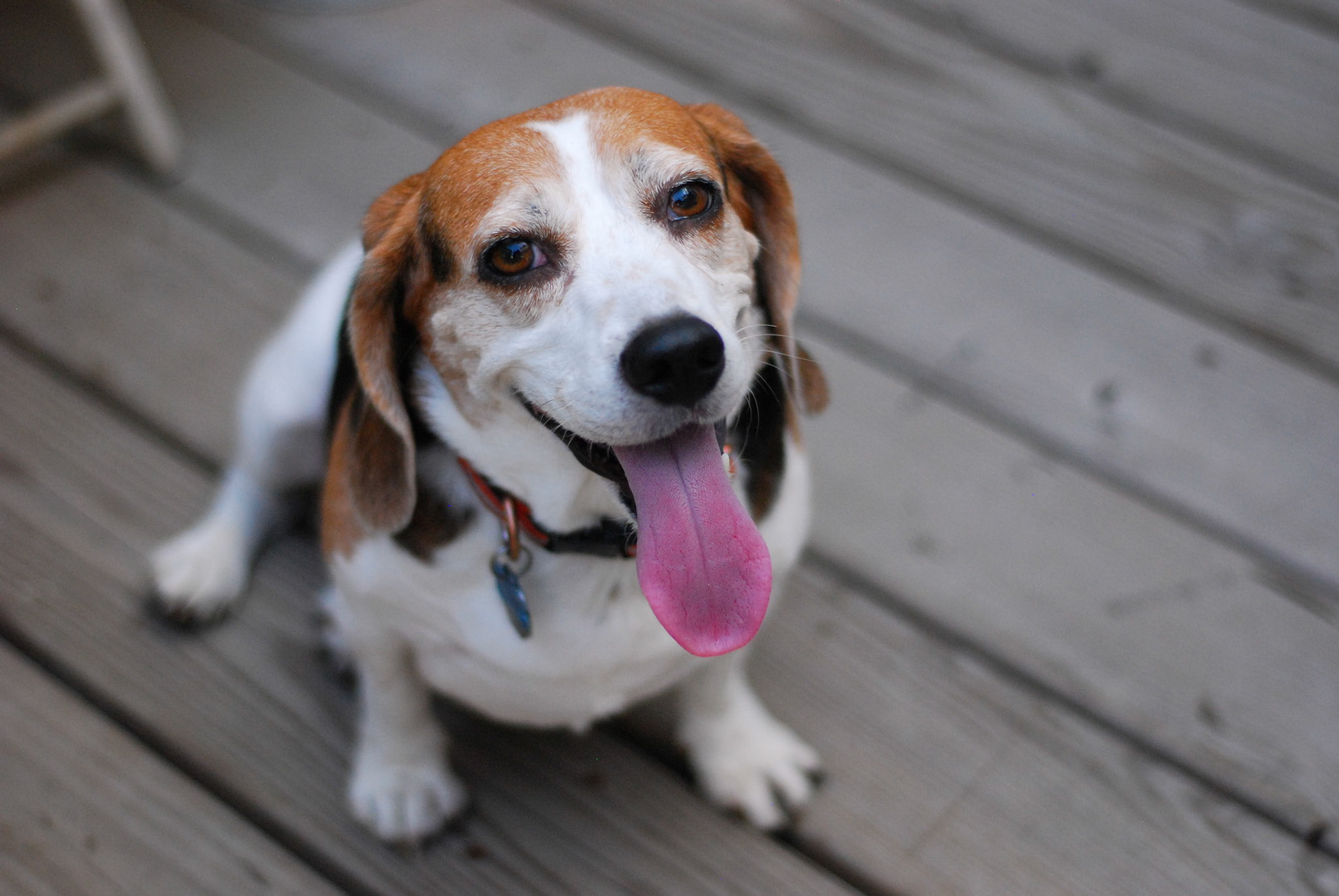 Rebecca the Beagle