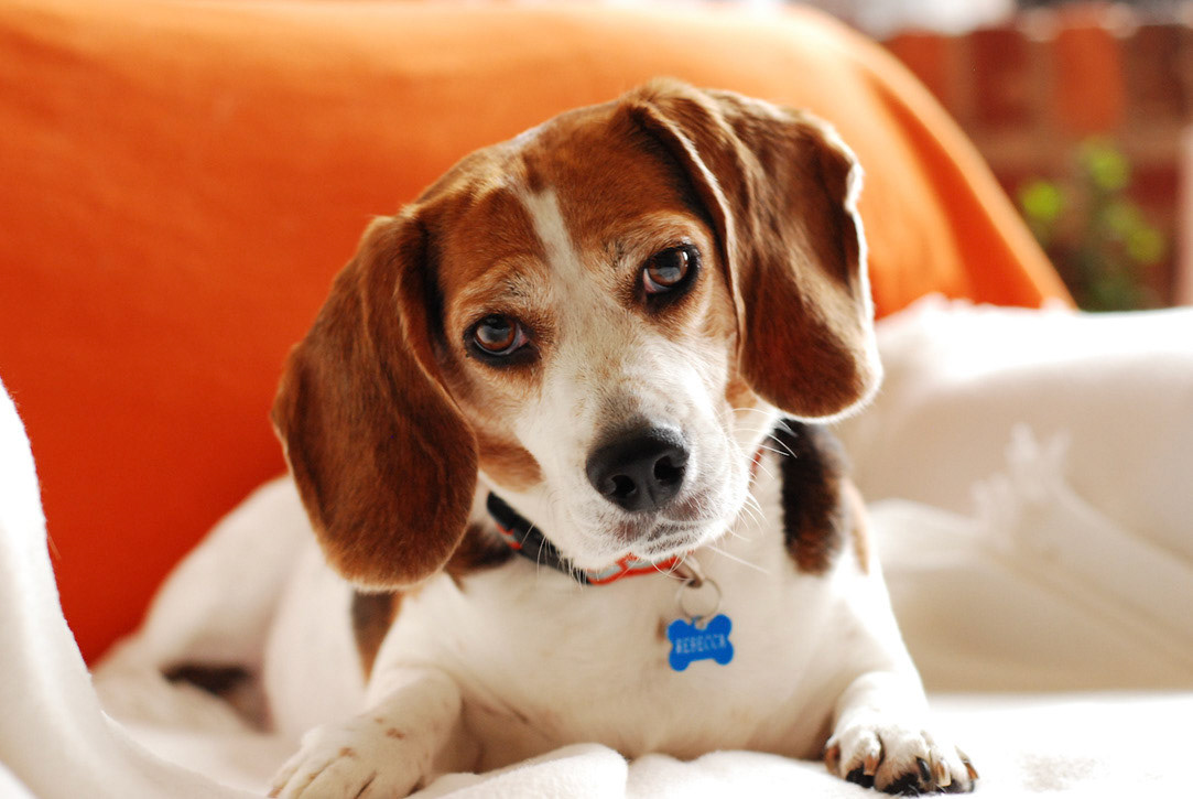 Rebecca the Beagle