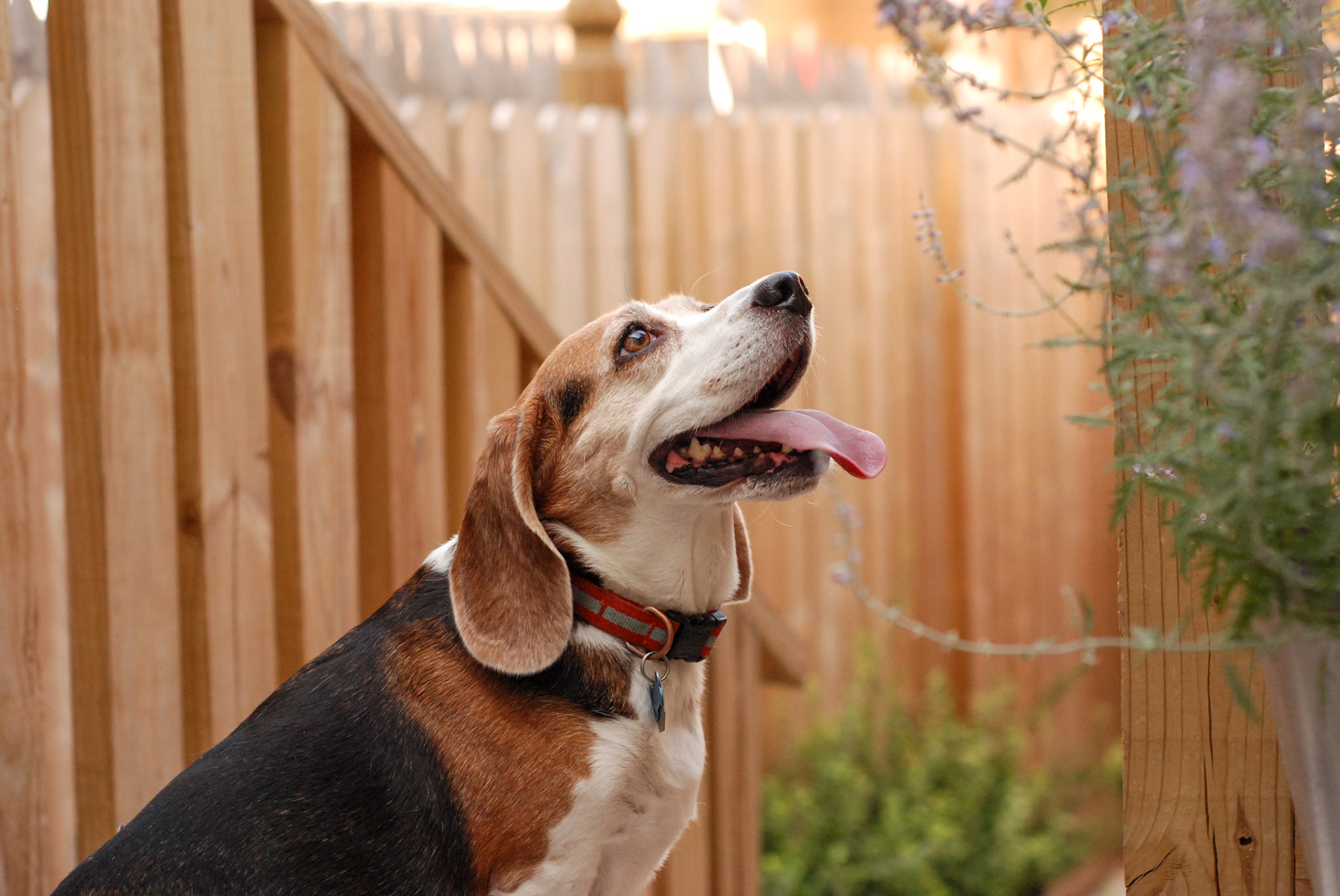 Rebecca the Beagle