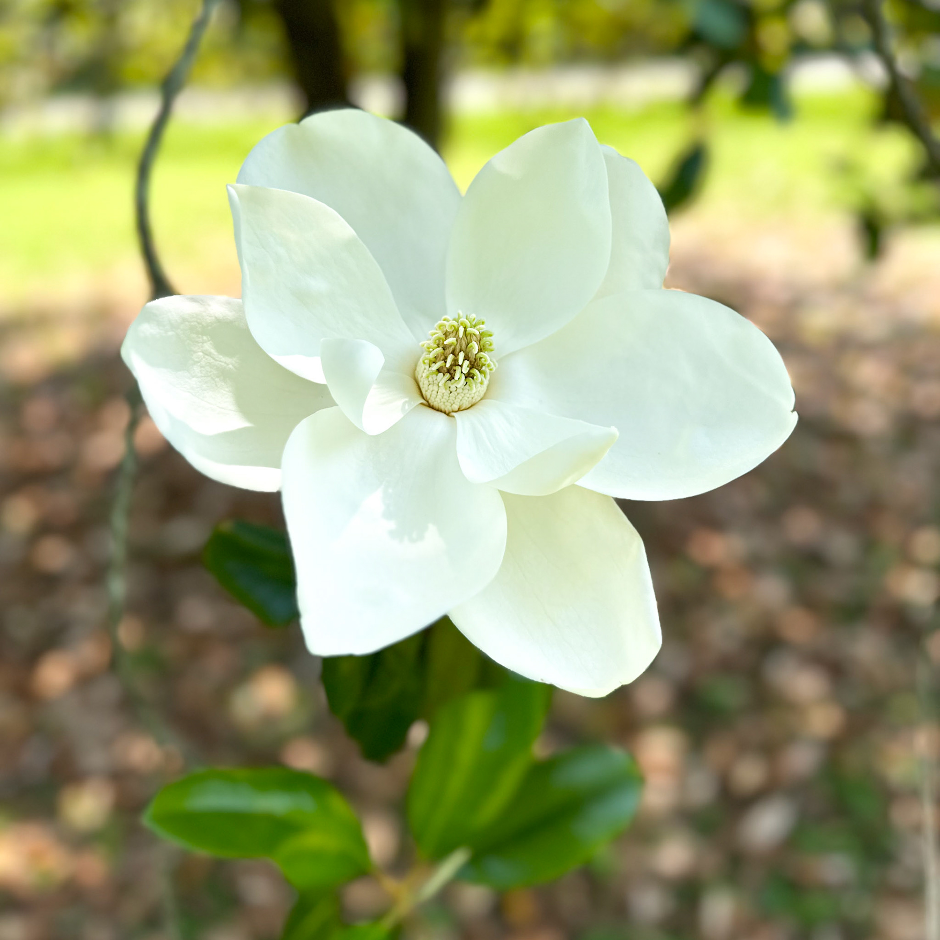 Magnolia