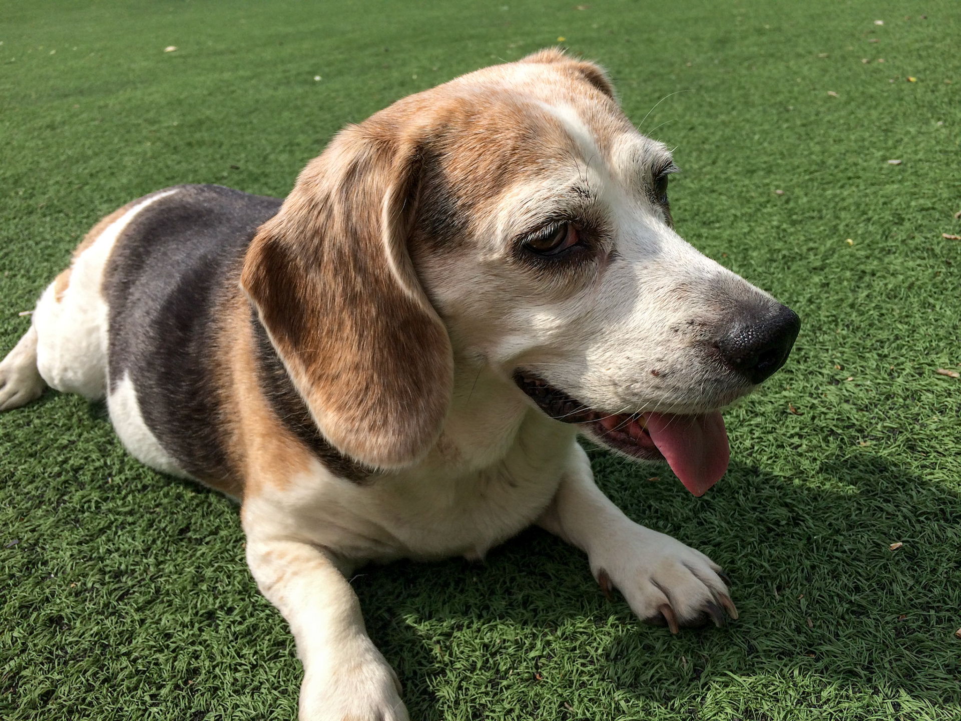 Rebecca the Beagle