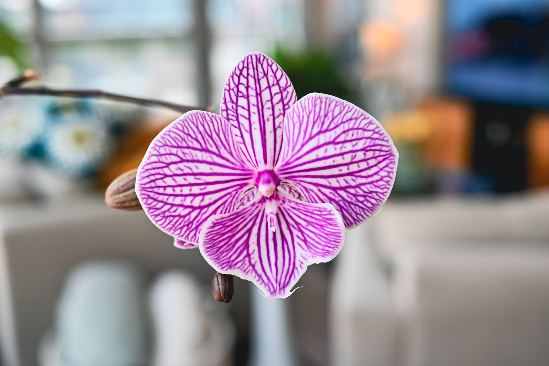 Orchid
