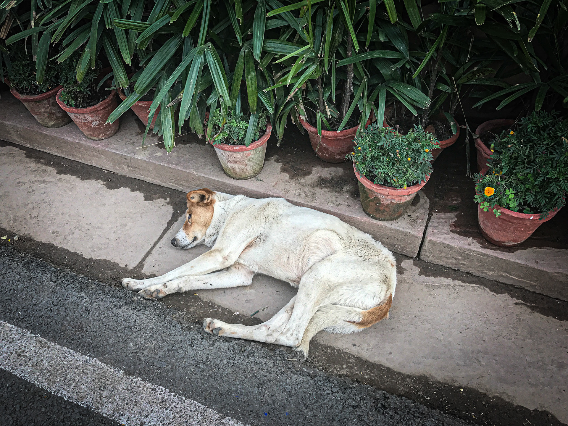 Street Dog at India Gate