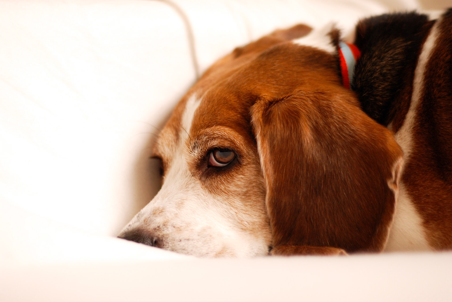 Rebecca the Beagle