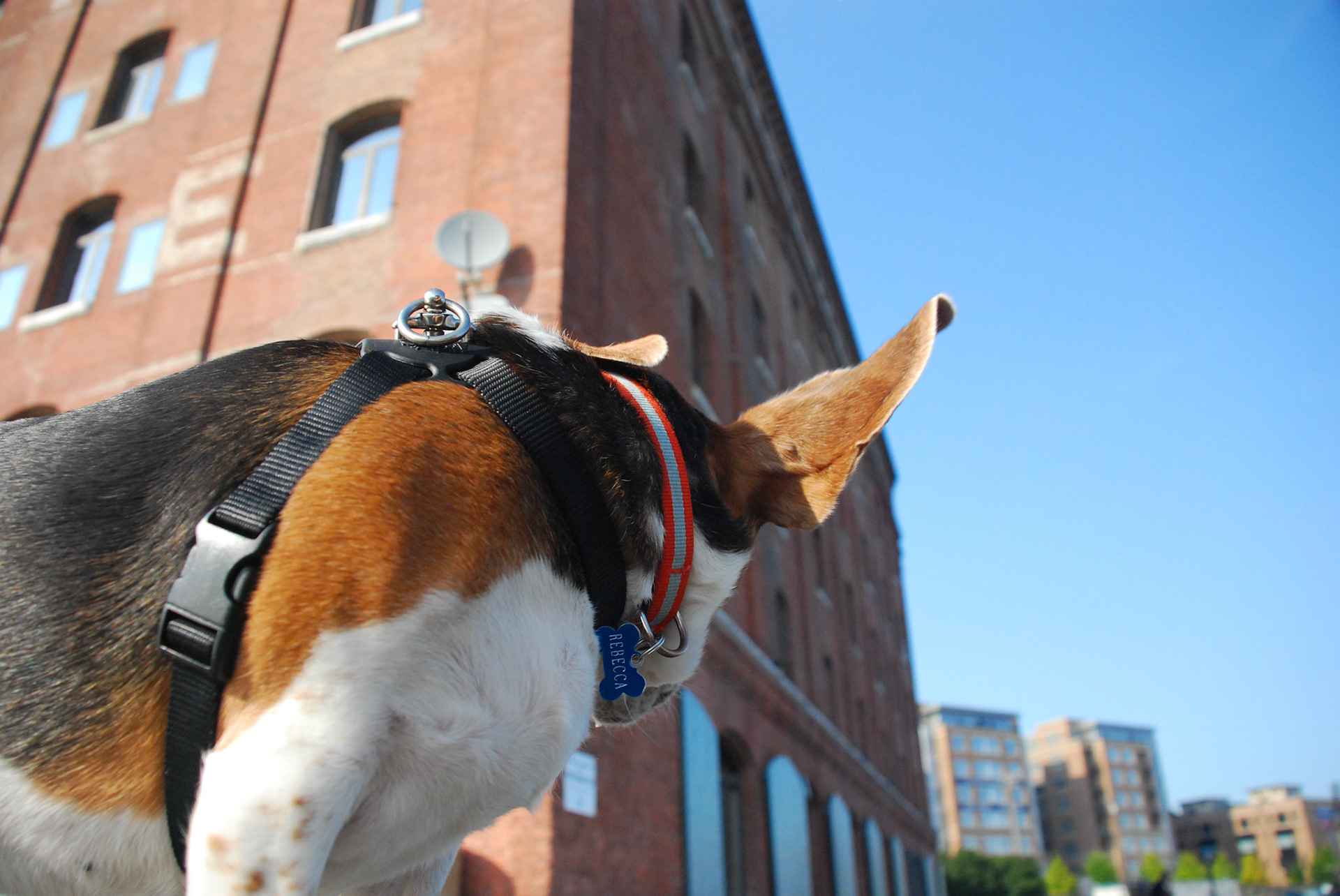 Rebecca the Beagle
