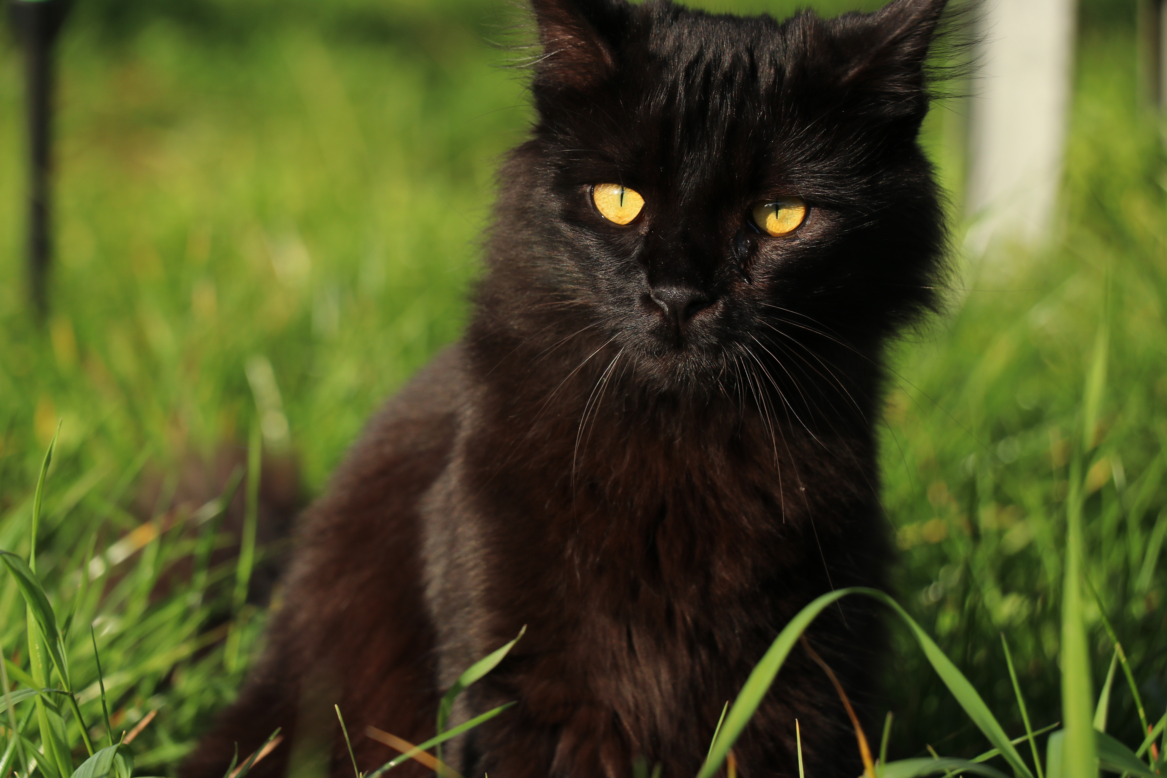 BLACK CAT / ANIMAL PORTRAIT, 2020