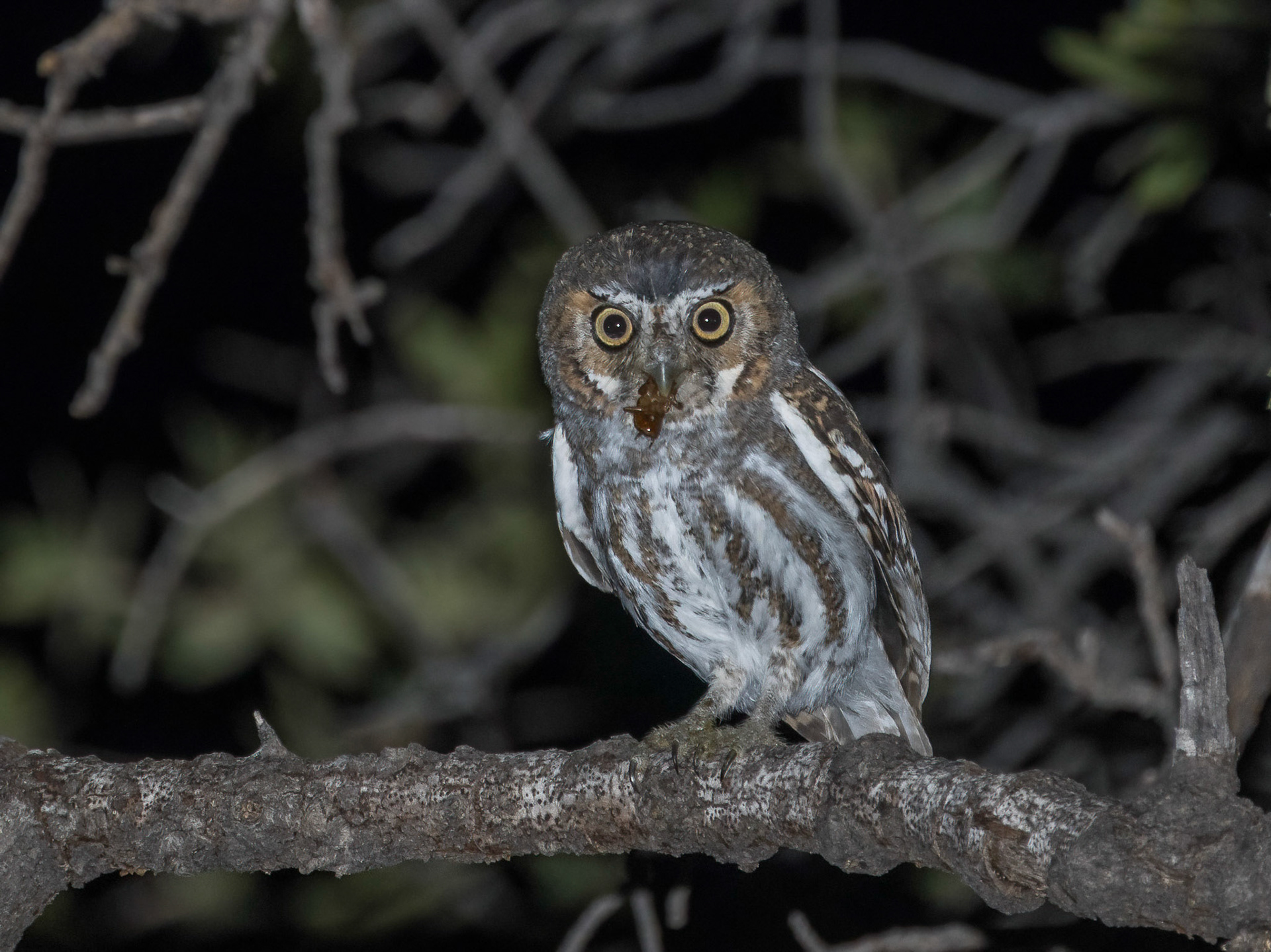 Elf Owl - Battiste's Bed, Breakfast and Birds