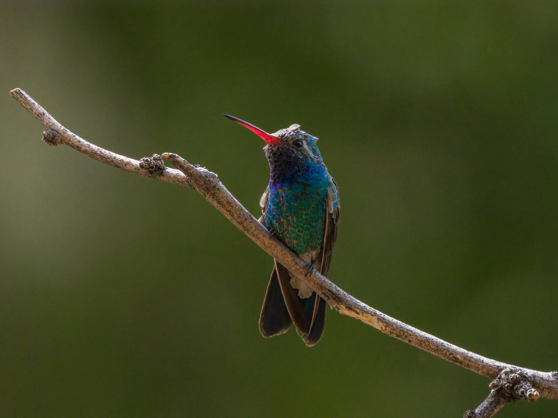 Broad-billed Hummingbird - Santa Rita Lodge