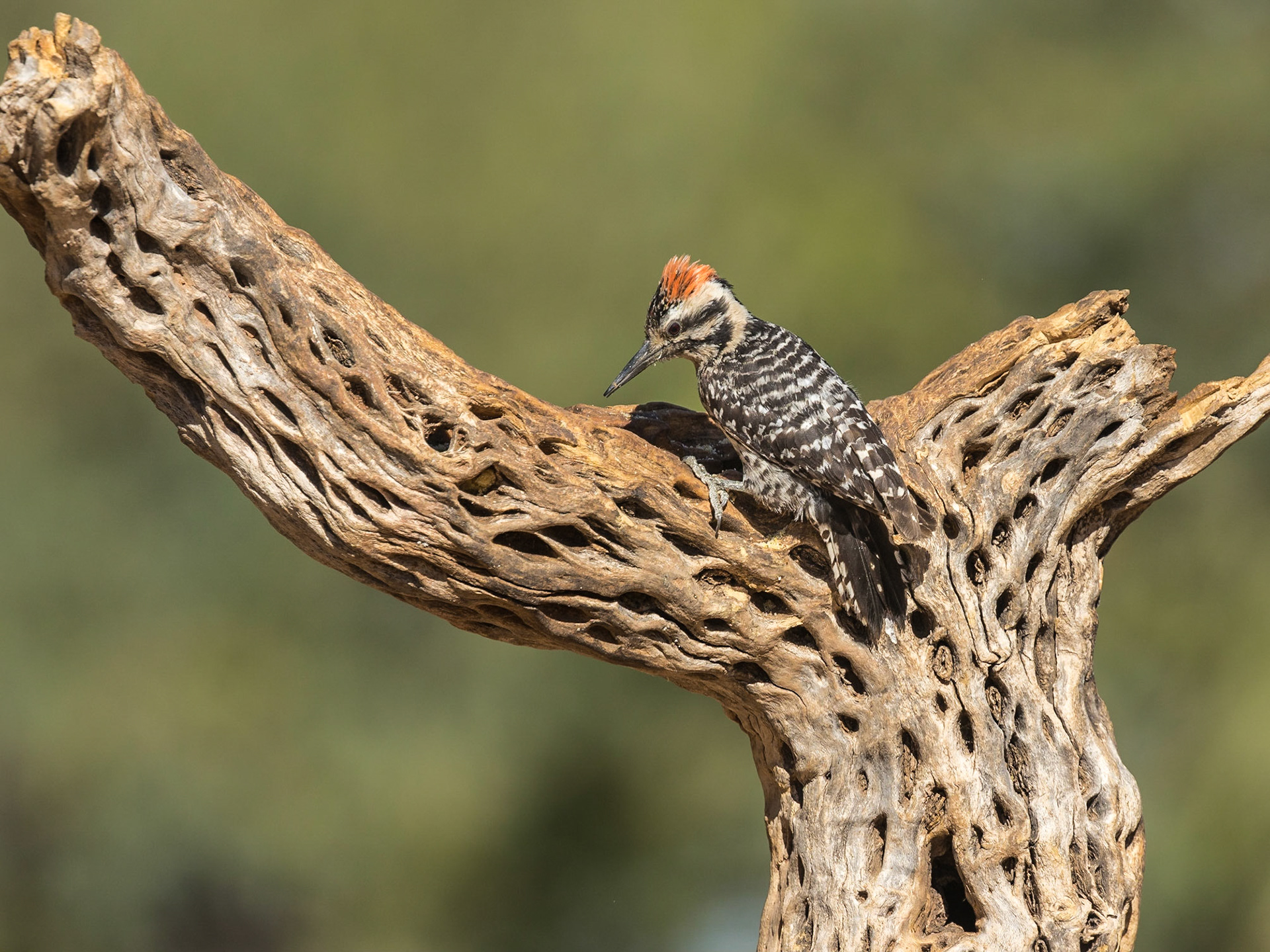 Ladder-backed Woodpecker - The Pond at Elephant Head