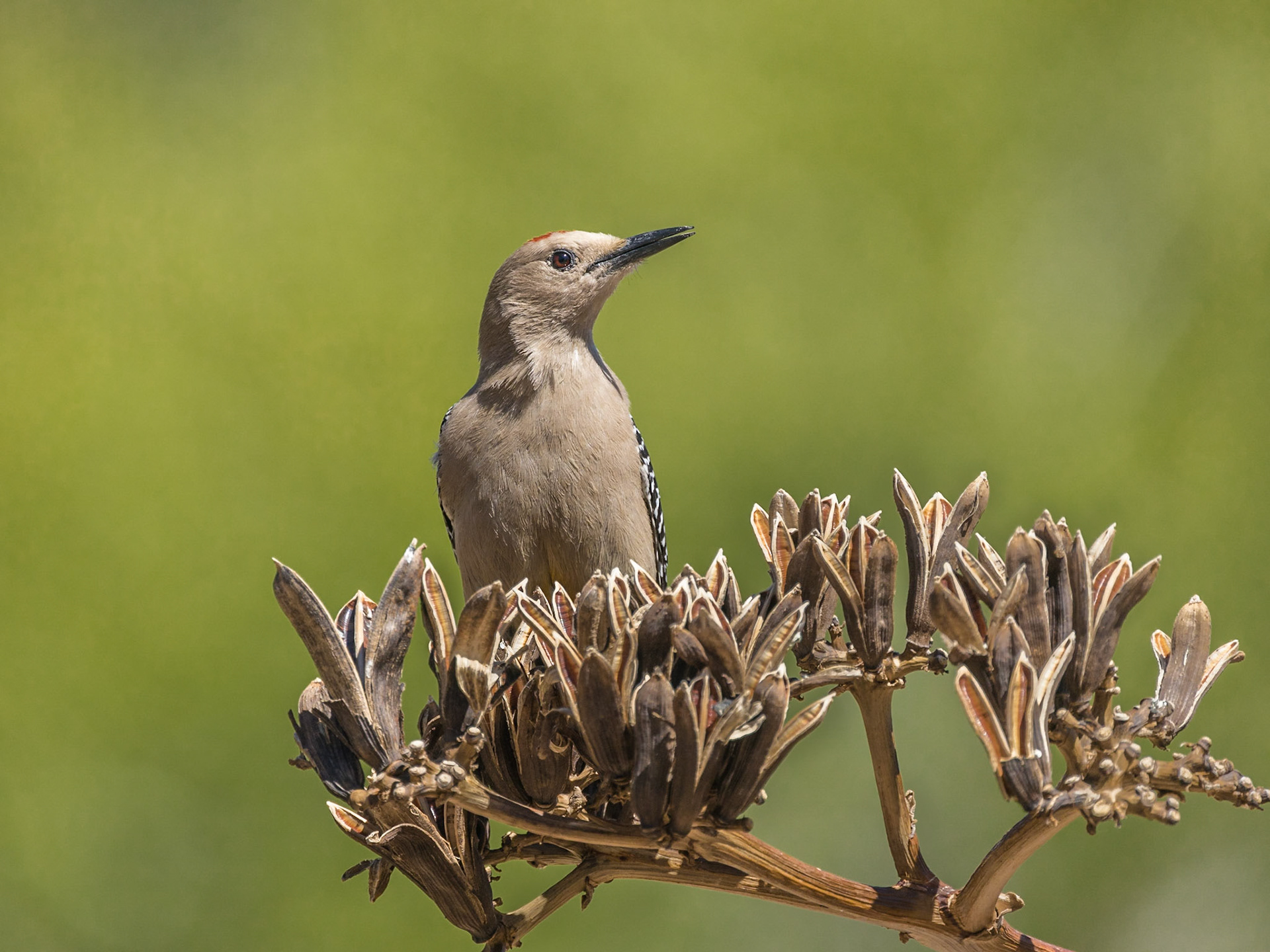 Gila Woodpecker - Ash Canyon Bird Sanctuary