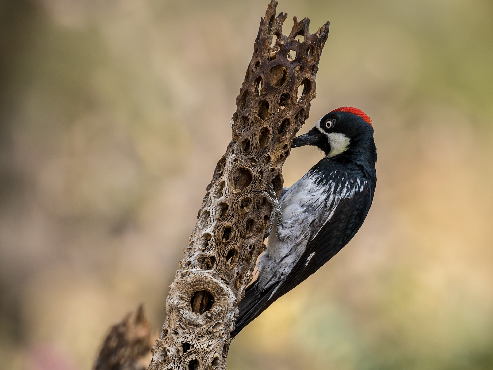 Acorn Woodpecker - Battiste's Bed, Breakfast and Birds