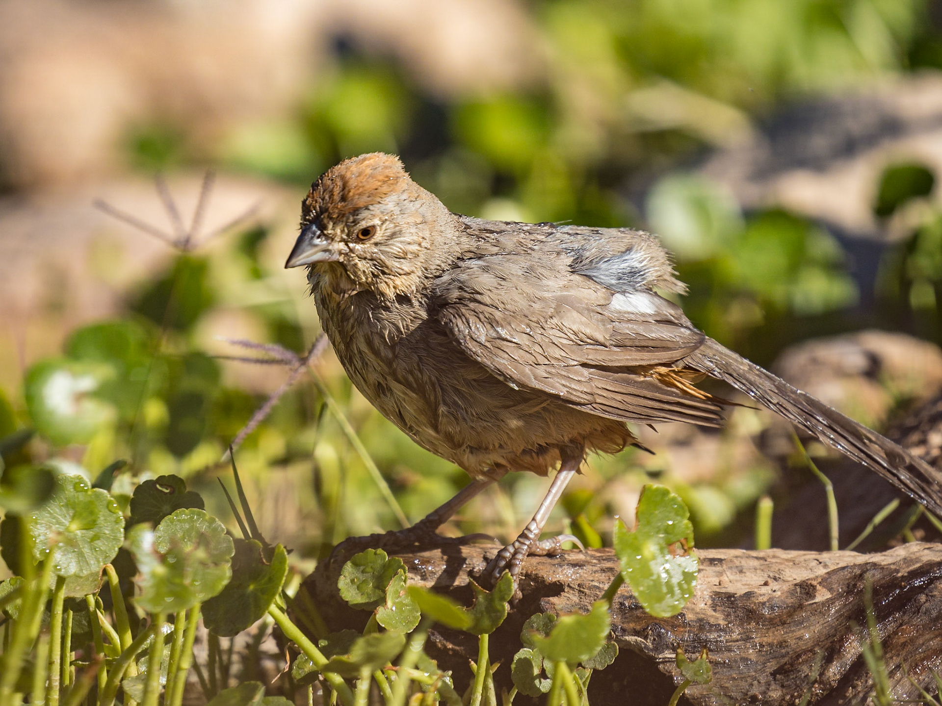 Canyon Towhee - The Pond at Elephant Head