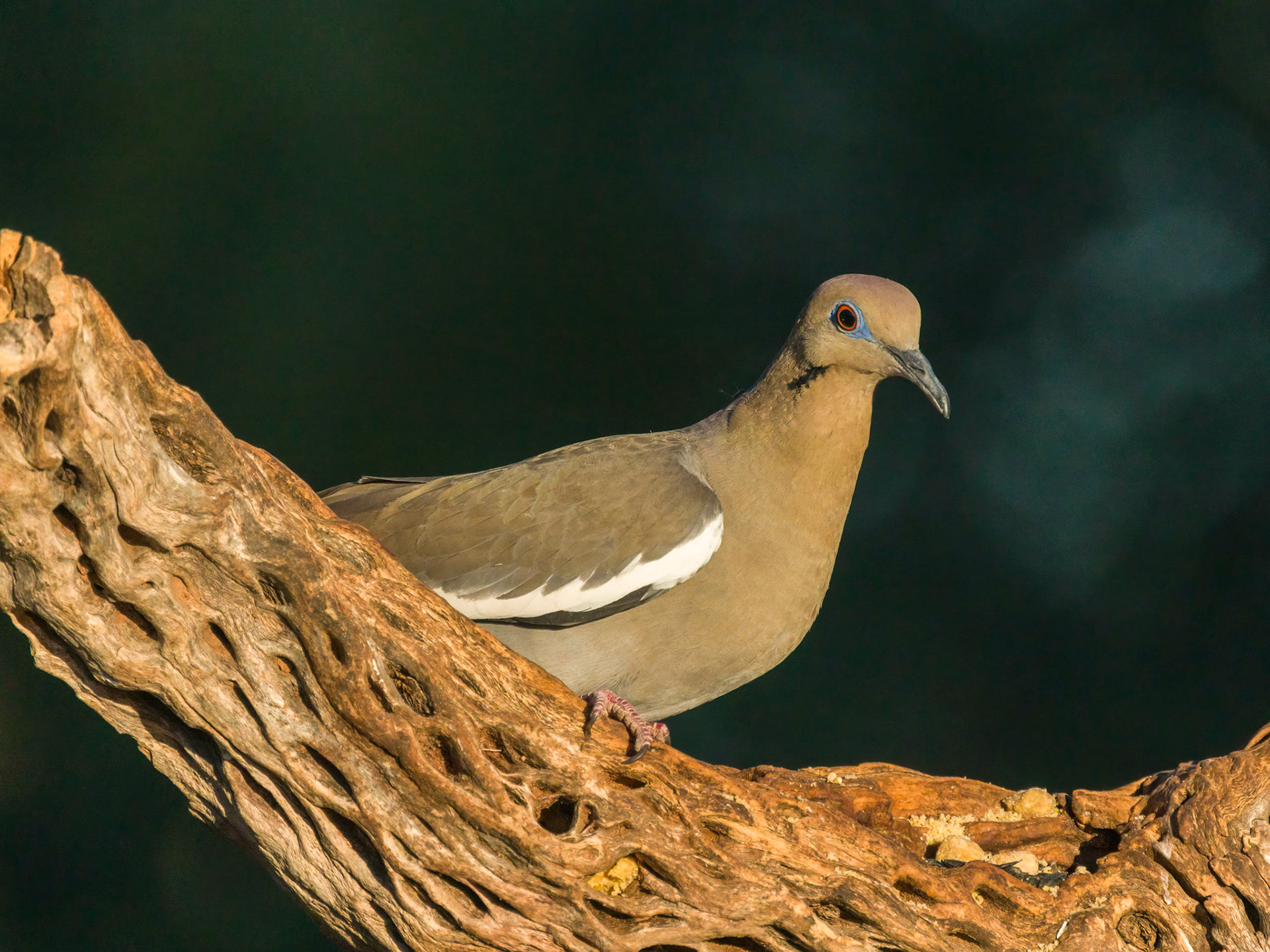 White-winged Dove - The Pond at Elephant Head