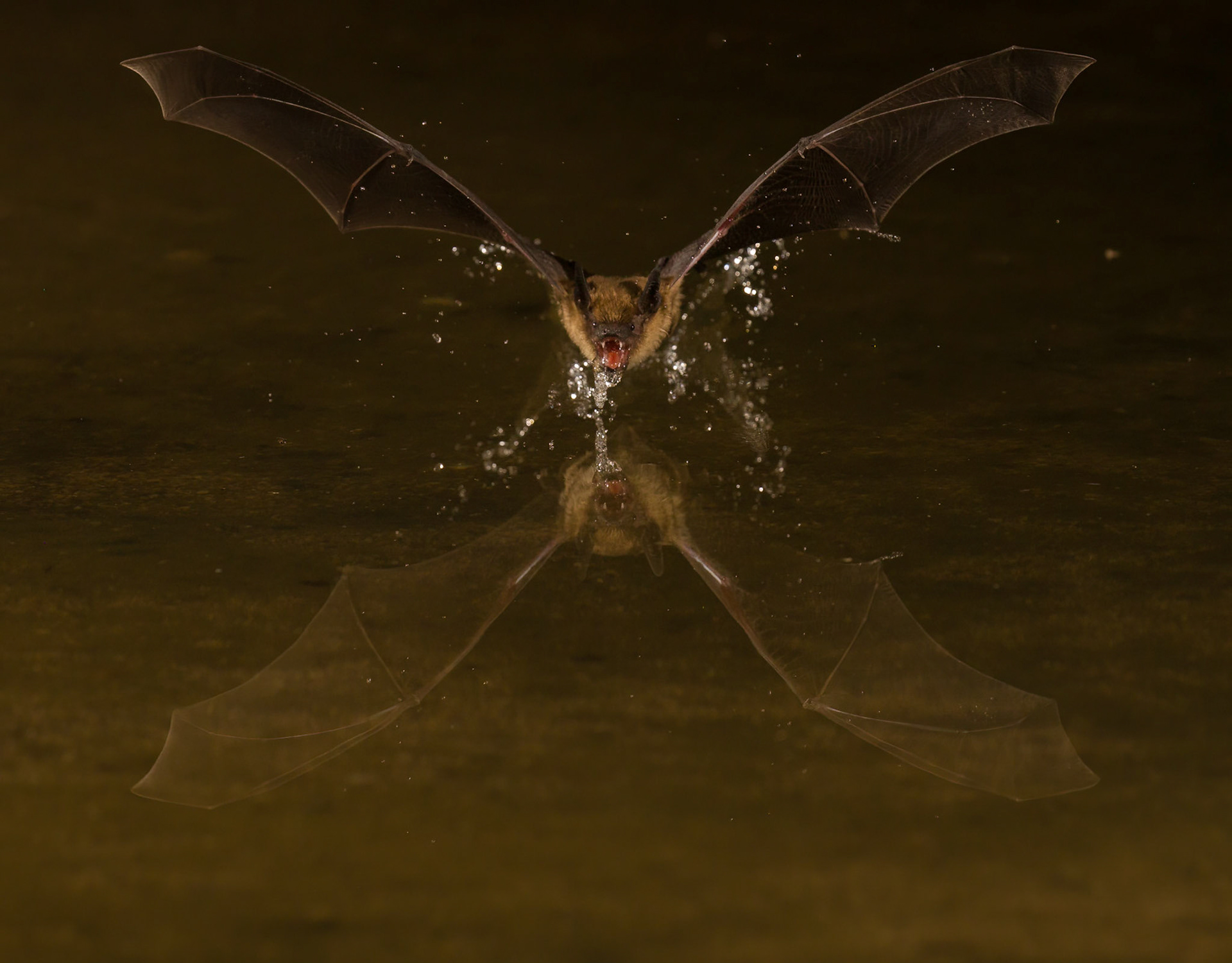 Long Ear Myotis Bat - The Pond at Elephant Head