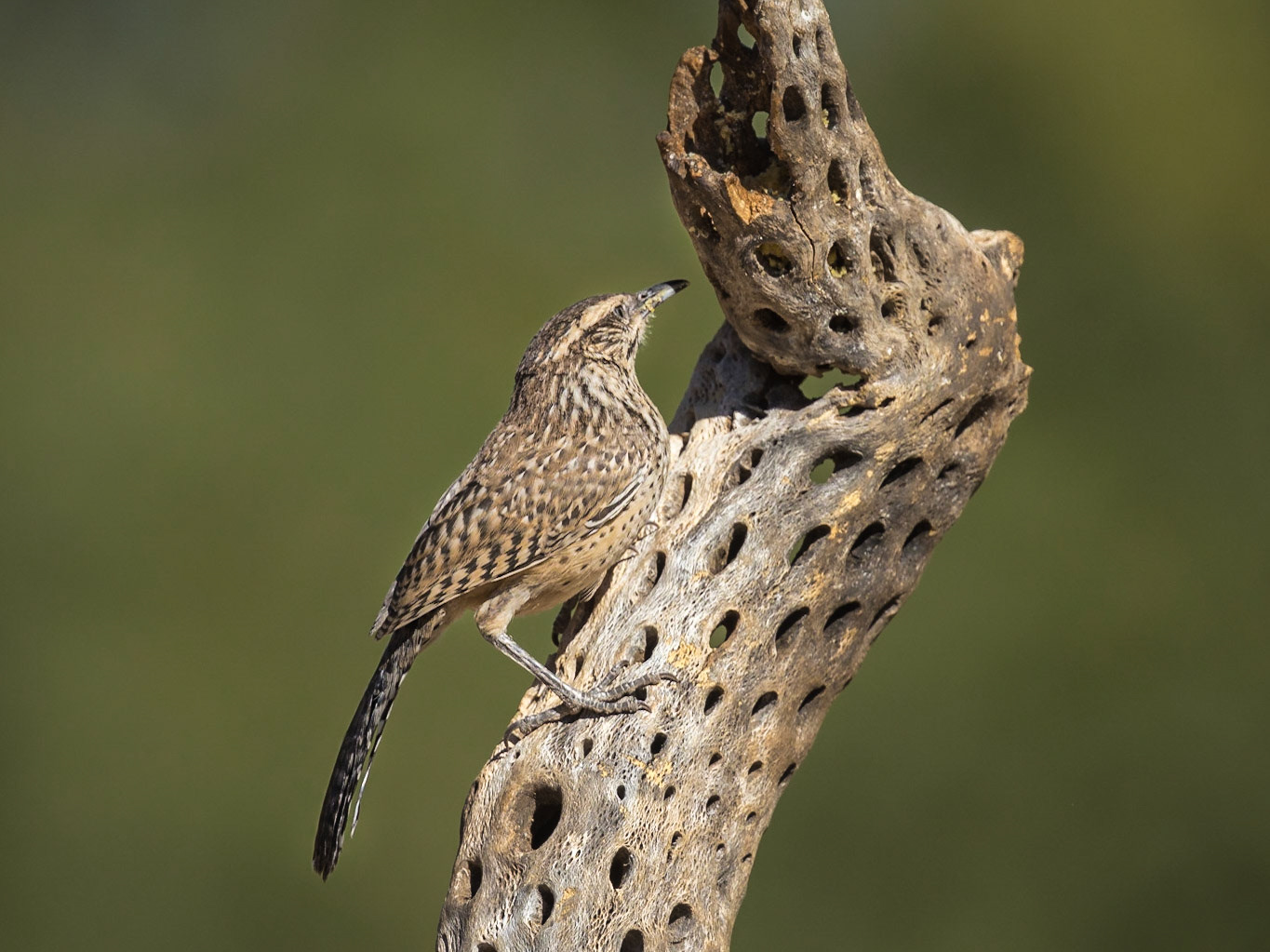 Cactus Wren - The Pond at Elephant Head