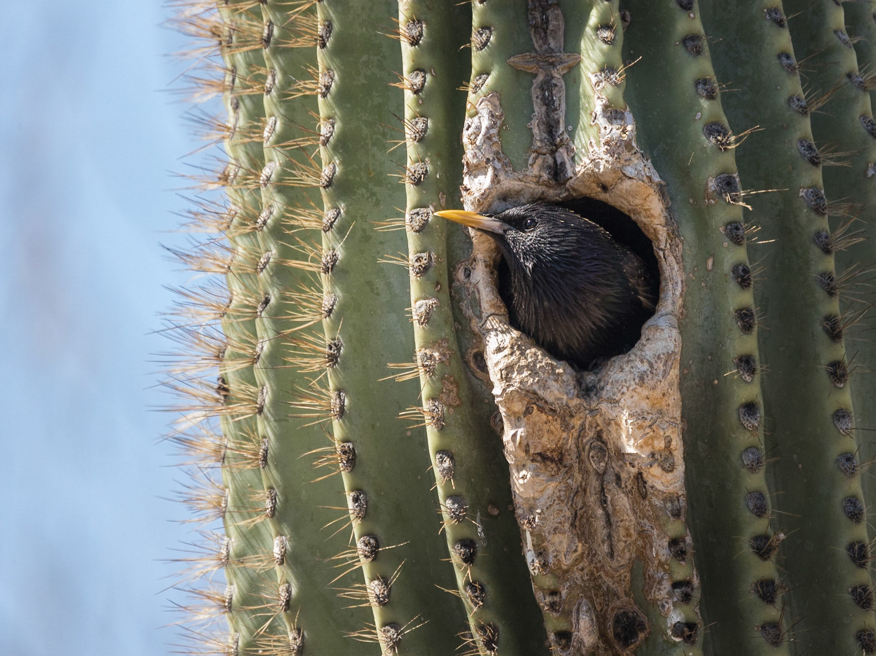 European Starling - Gilbert Riparian Preserve