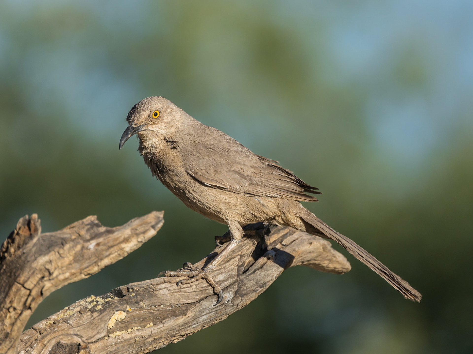 Curve-billed Thrasher - The Pond at Elephant Head