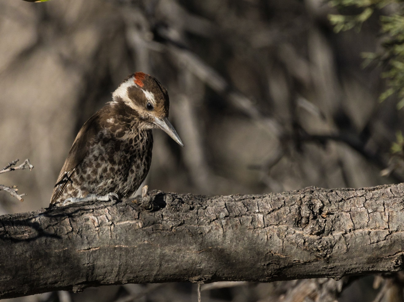 Arizona Woodpecker - Dano's Mountain Site