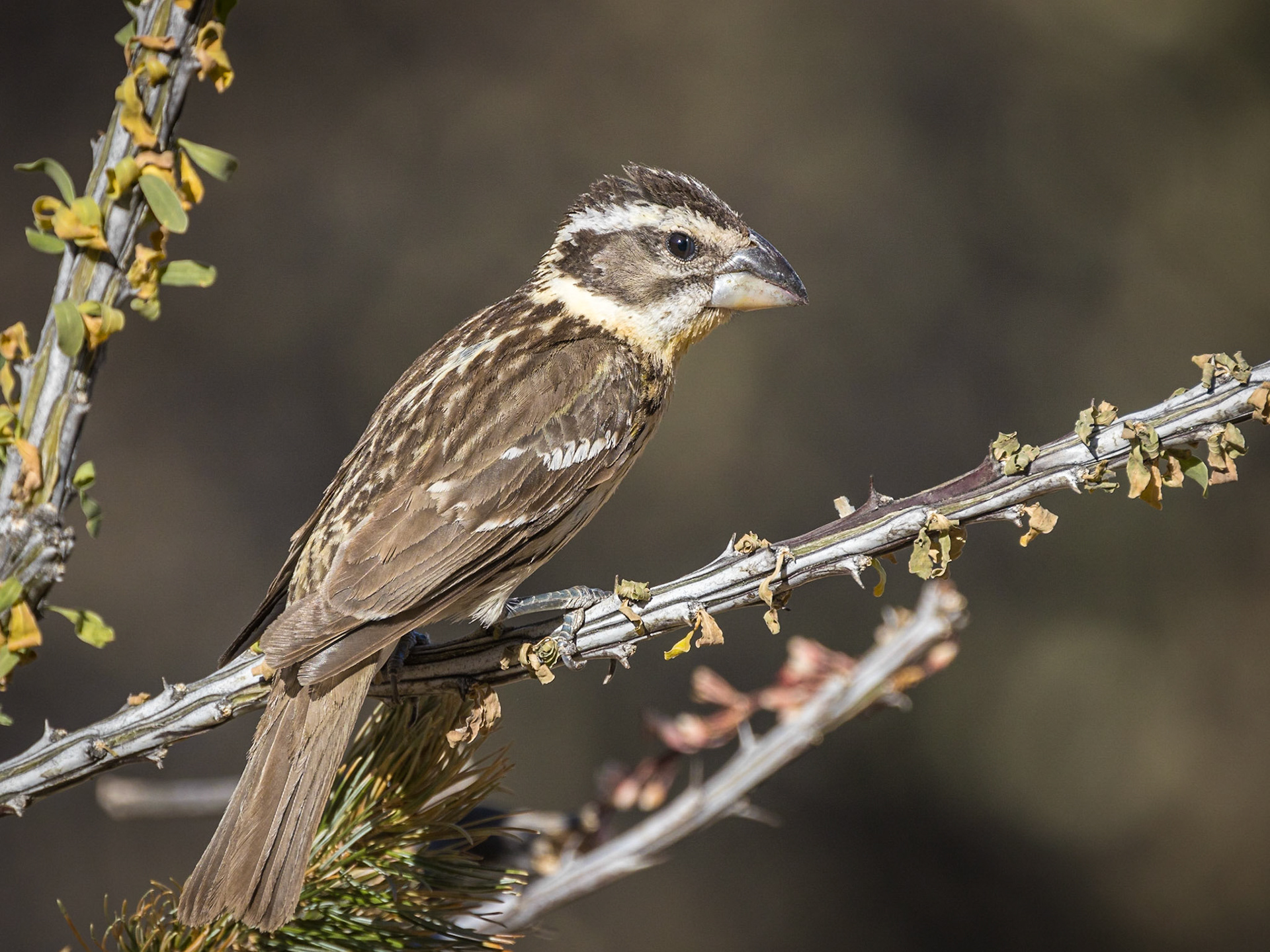 Black-headed Grosbeak - Dano's Mountain Site