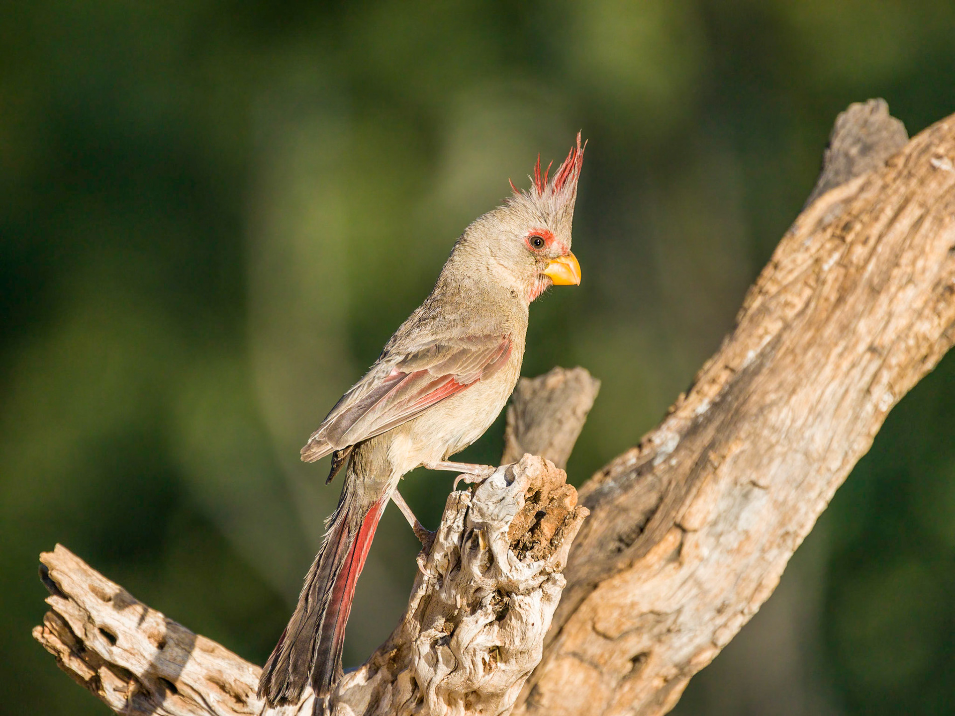 Pyrrhuloxia - The Pond at Elephant Head