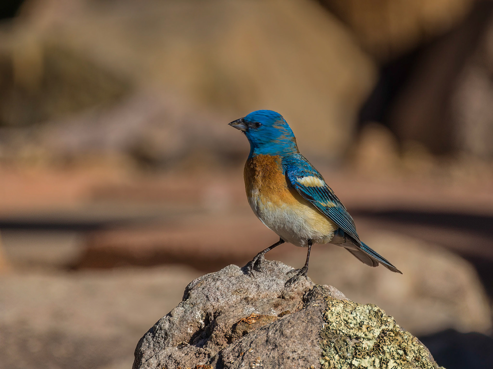 Lazuli Bunting - Battiste's Bed, Breakfast and Birds