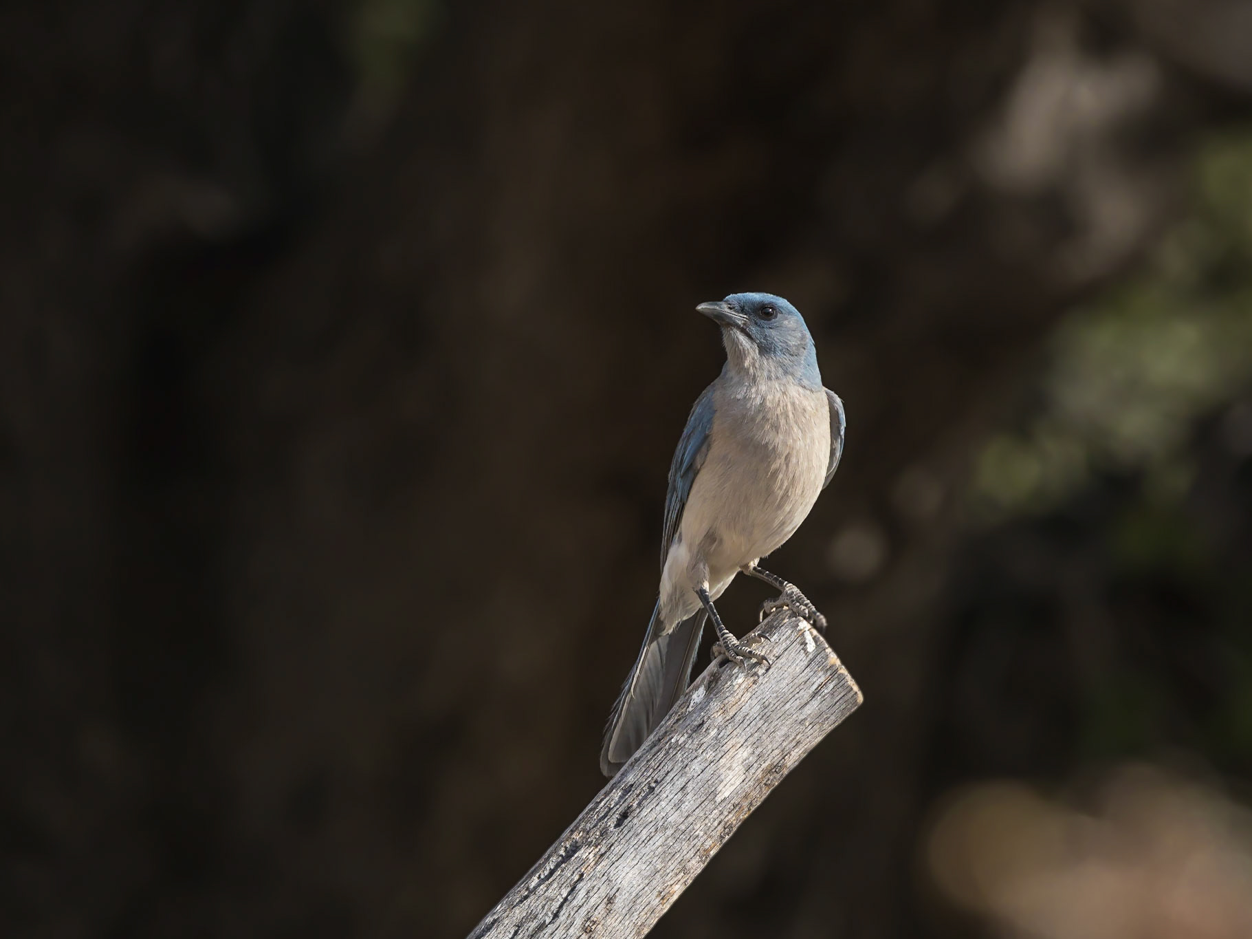 Mexican Jay - Battiste's Bed, Breakfast and Birds