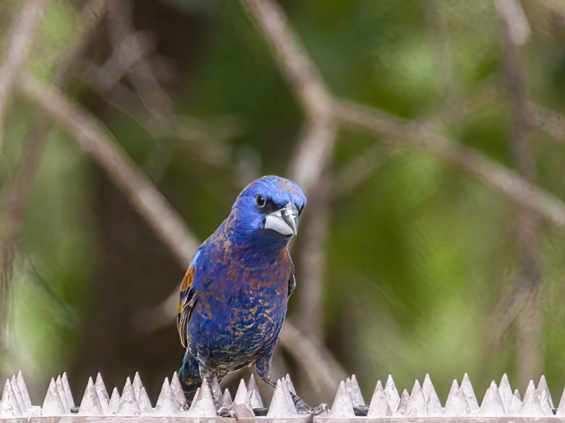 Blue Grosbeeak - Santa Rita Lodge