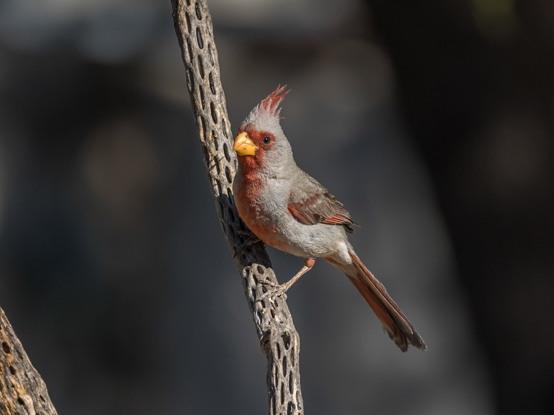 Pyrrhuloxia - Battiste's Bed, Breakfast and Birds