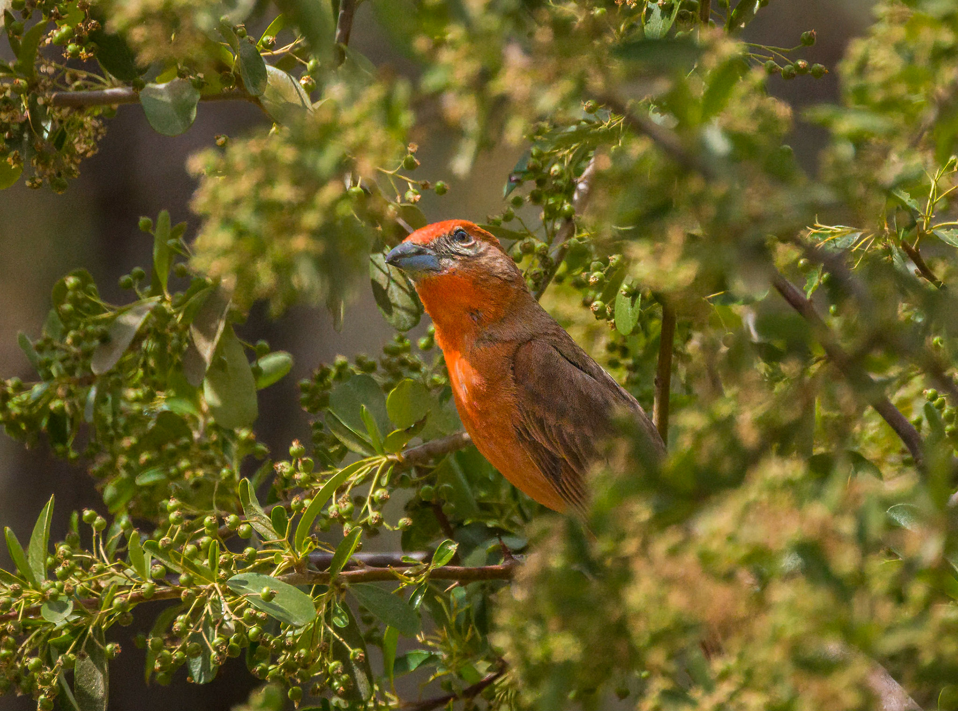 Hepatic Tanager - Santa Rita Lodge