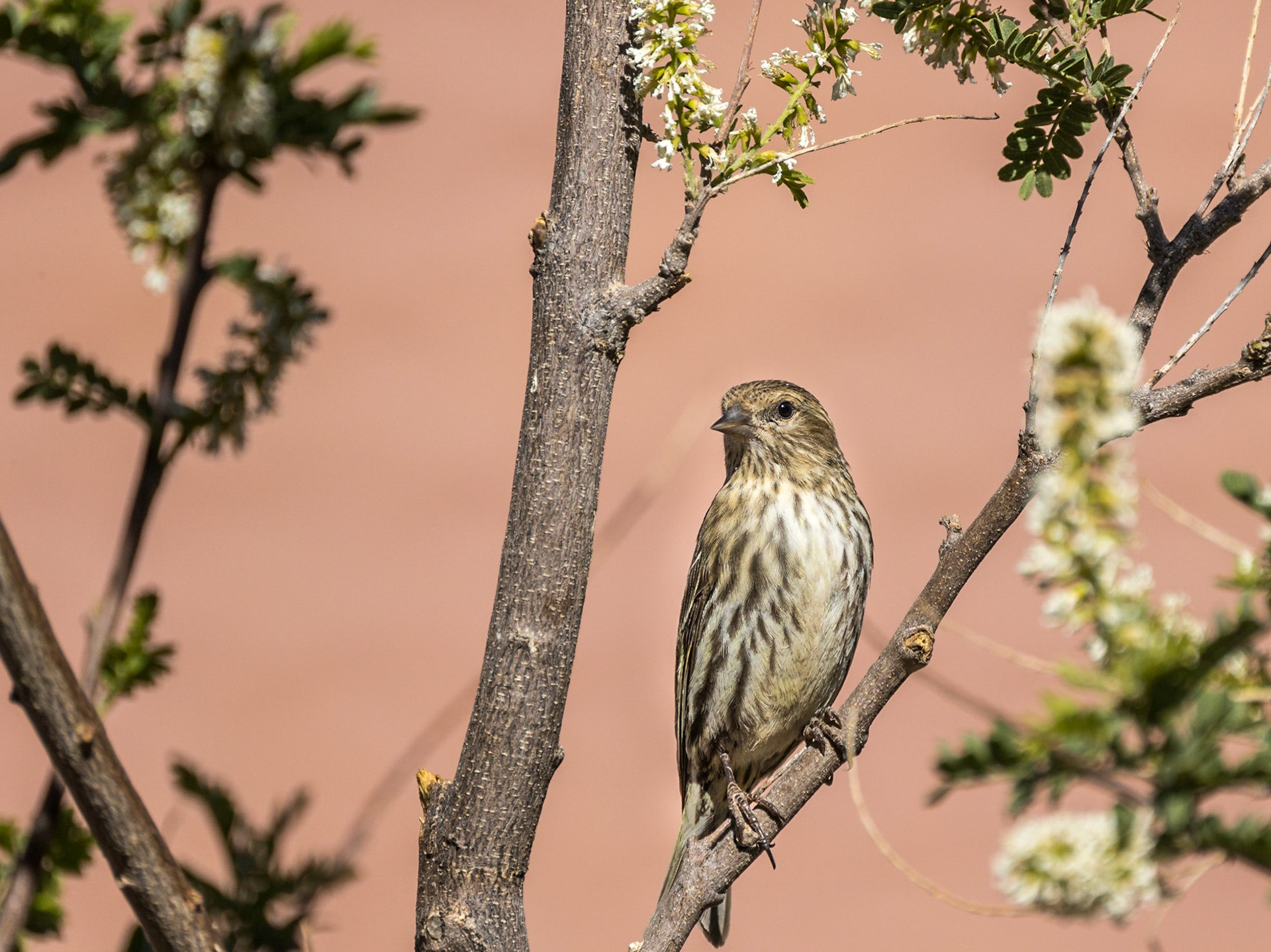 Song Sparrow - Battiste's Bed, Breakfast and Birds