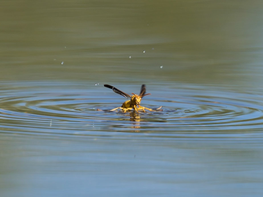 Golden Wasp - The Pond at Elephant Head