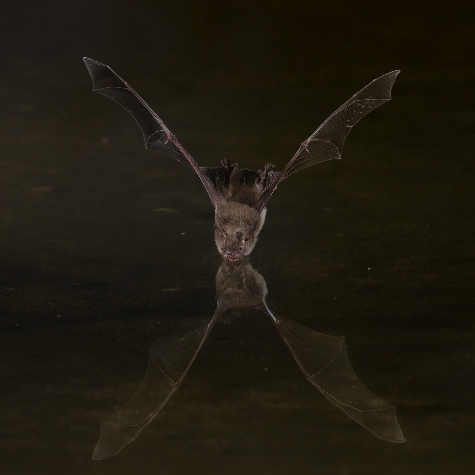 Arizona Brown Bat - The Pond at Elephant Head