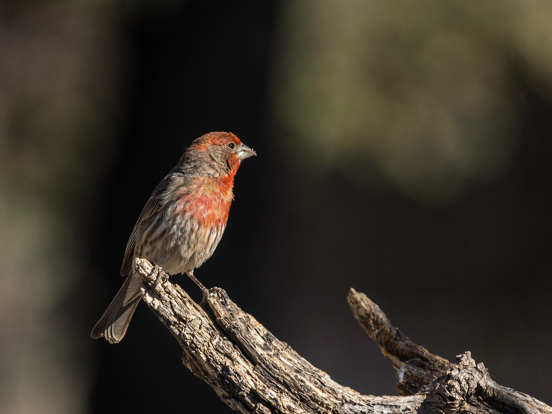 House Finch - Battiste's Bed, Breakfast and Birds