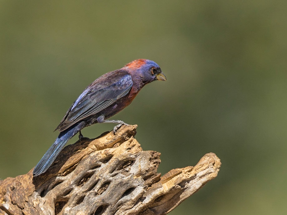 Varied Bunting - The Pond at Elephant Head