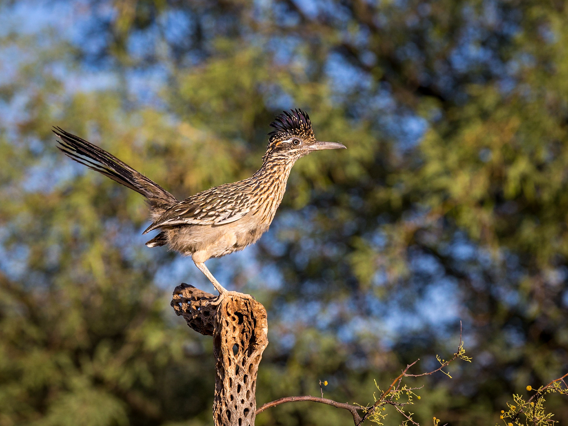 Greater Roadrunner - The Pond at Elephant Head
